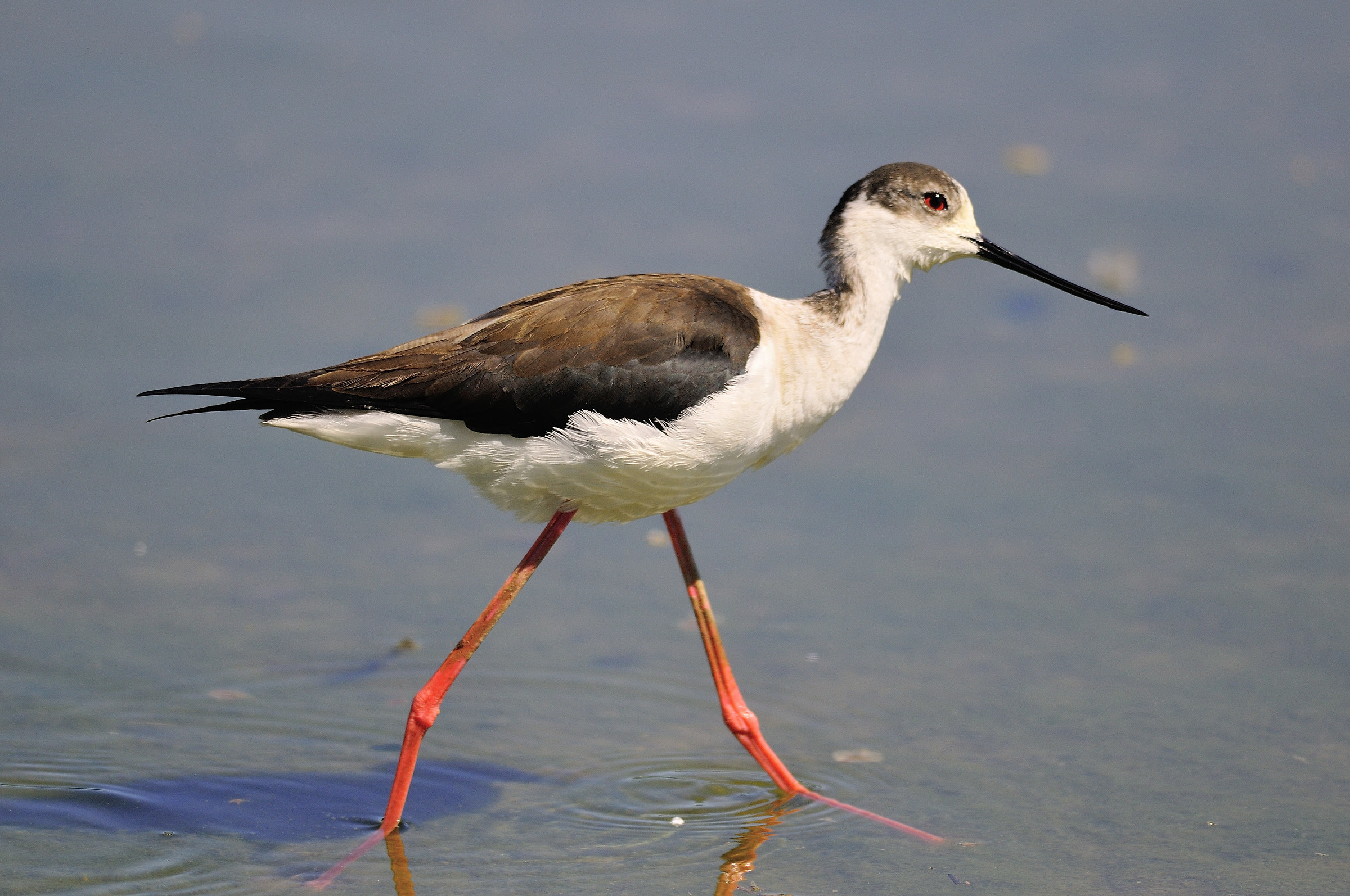 center storks and ducks racconigi