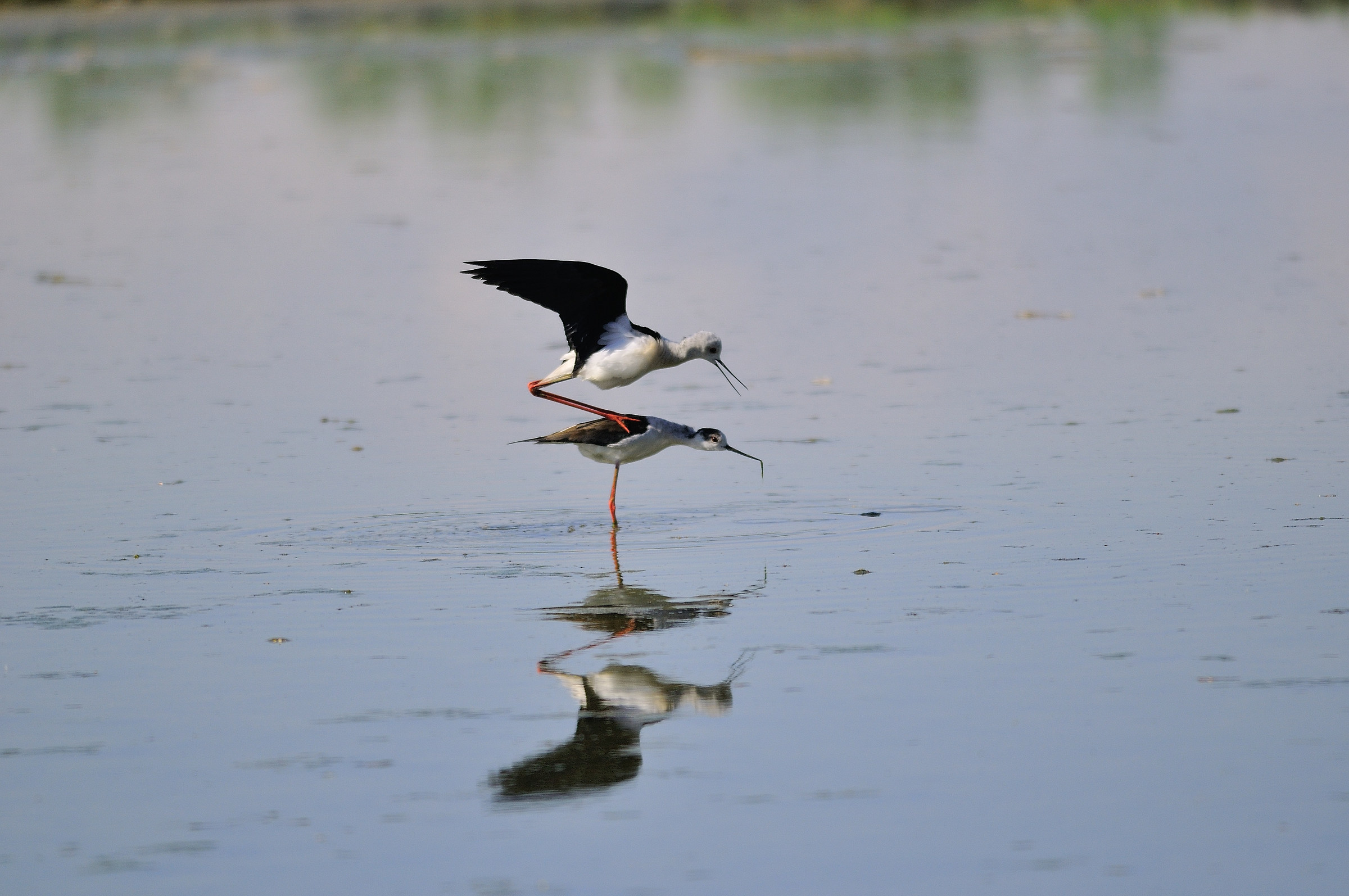 center storks and ducks racconigi