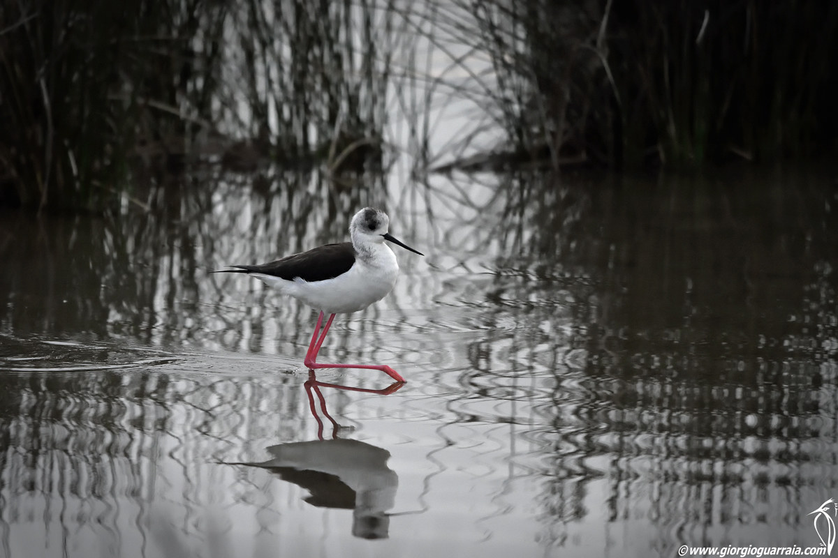 Il cavaliere a passeggio