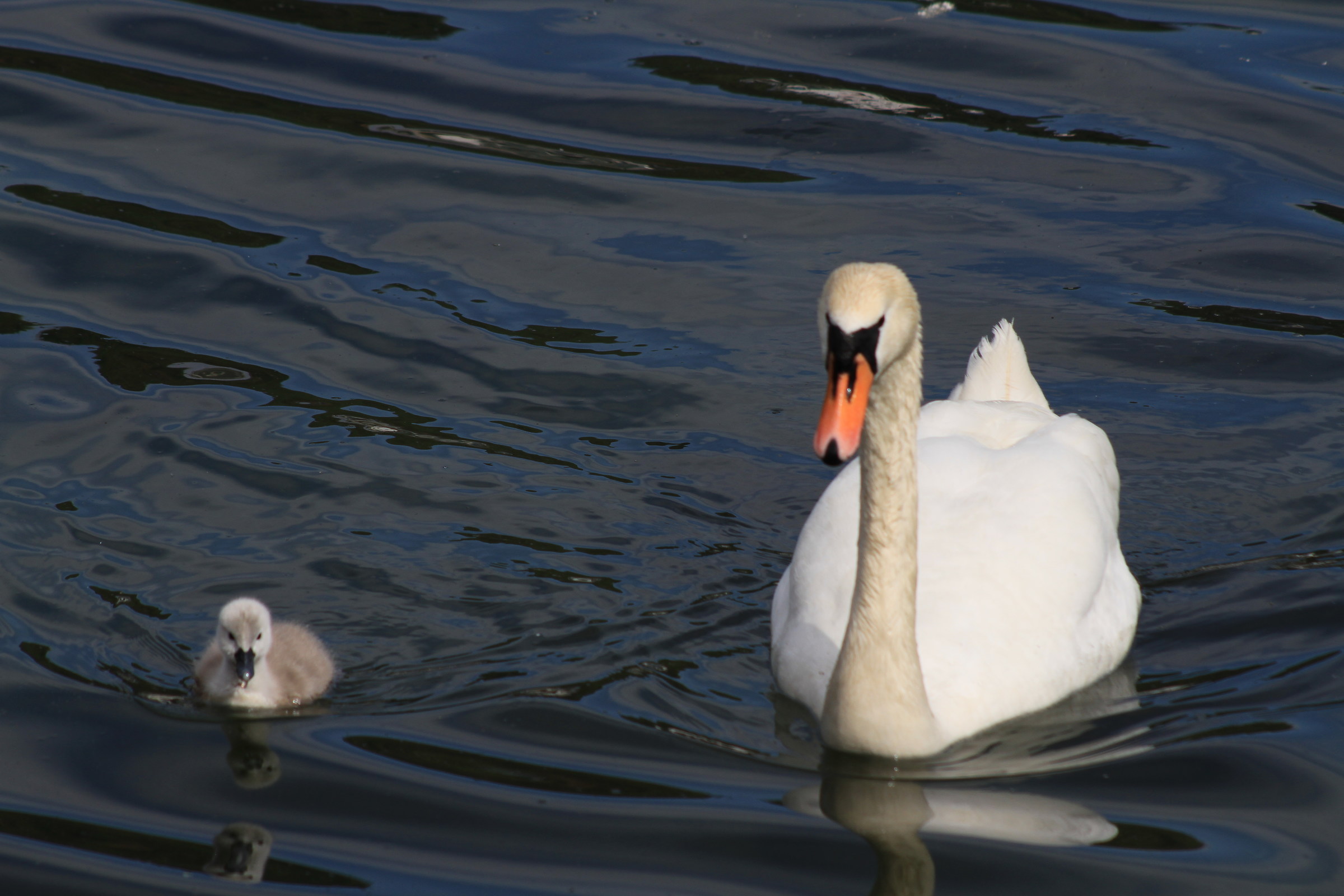cigno col suo piccolo