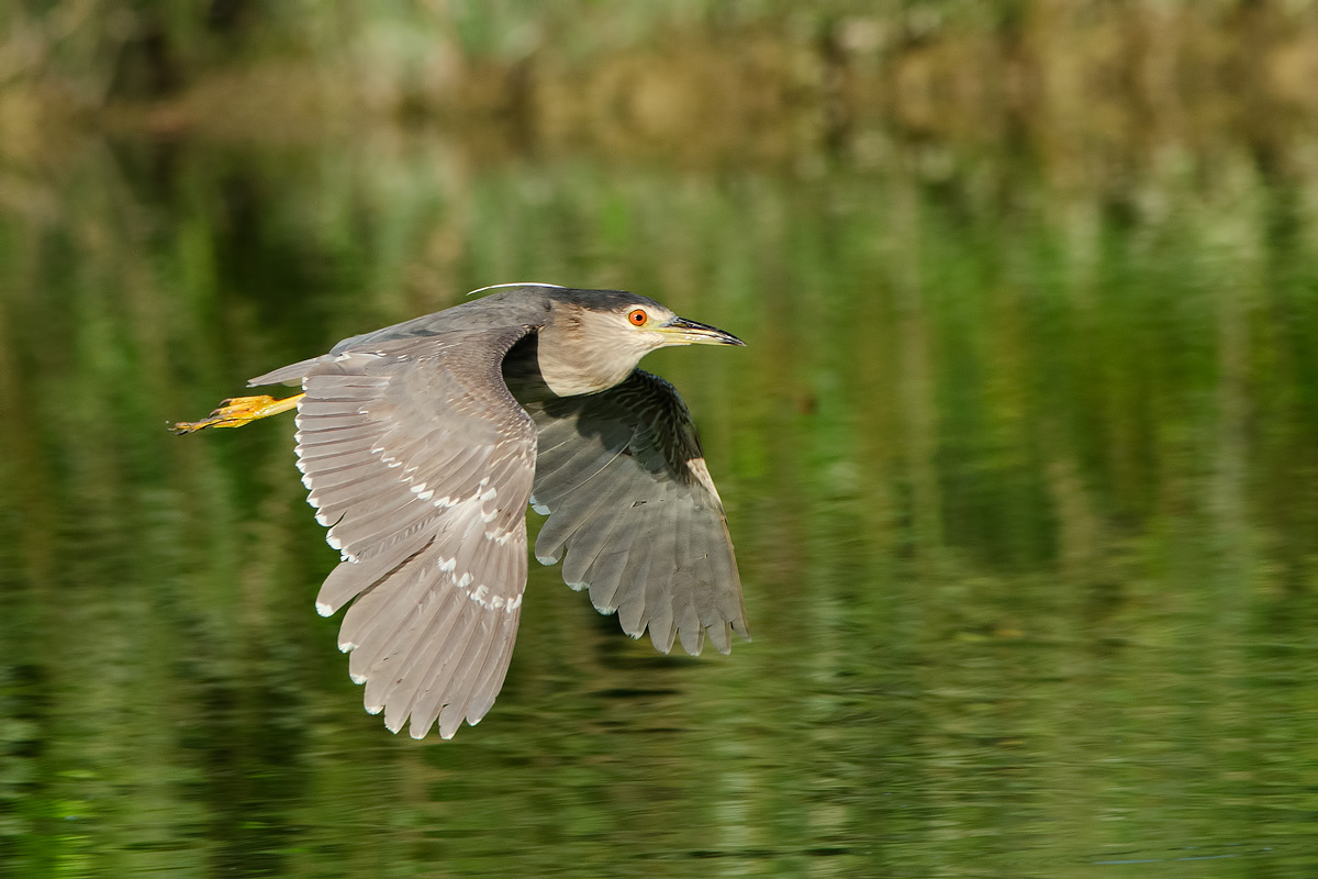 flying straight - Night Heron