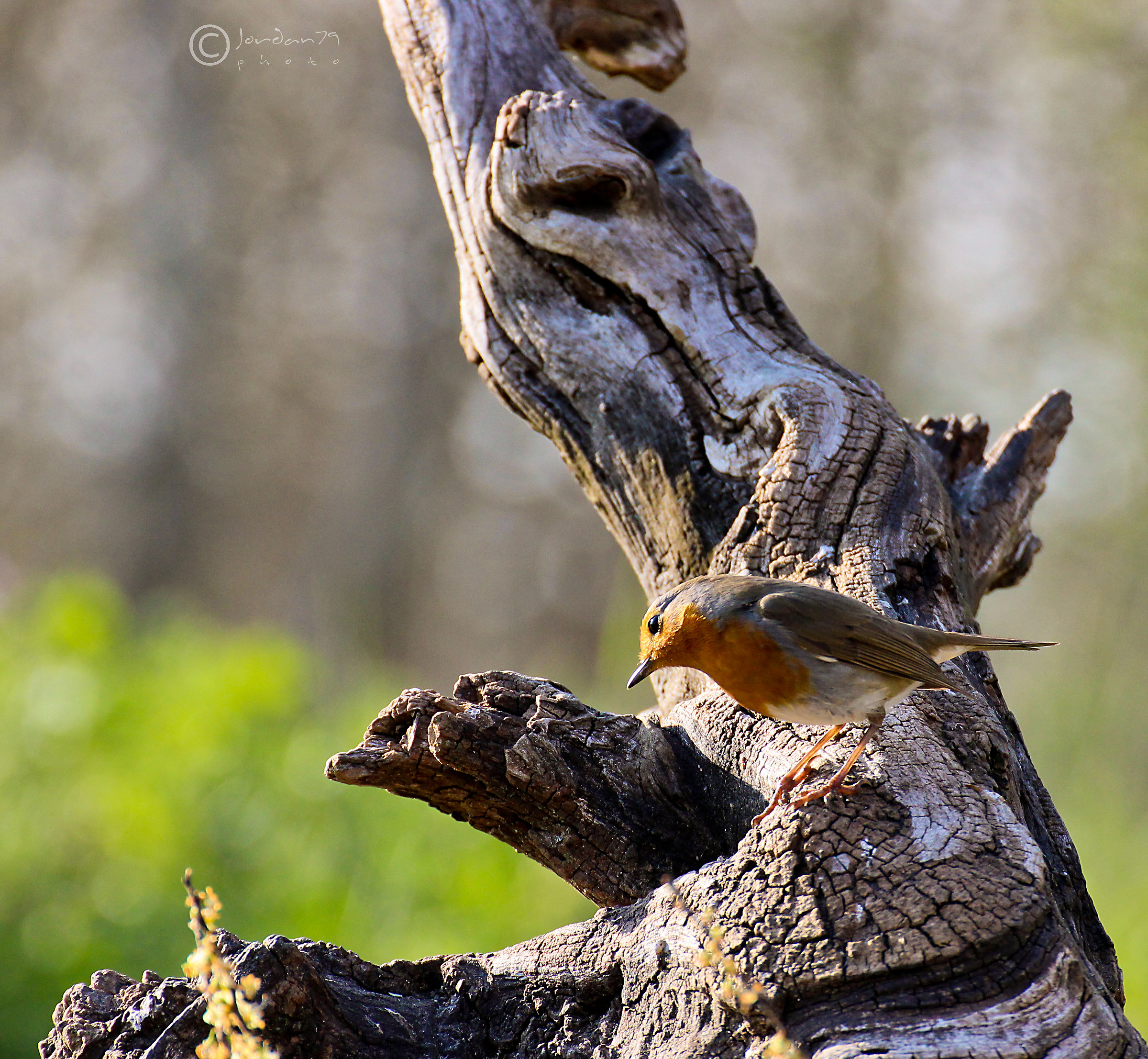 Pettirosso Curioso...
