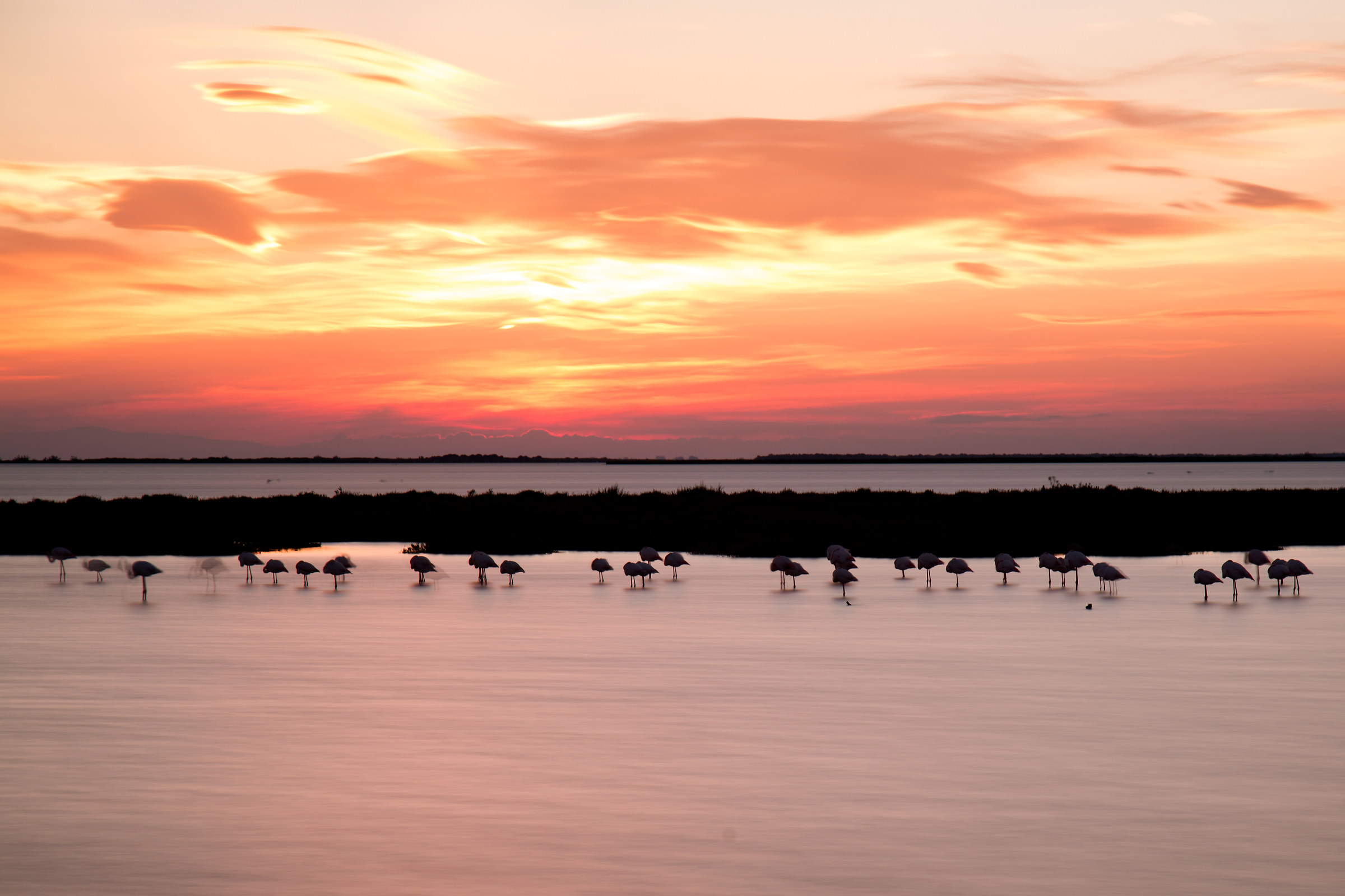 Alba con fenicotteri