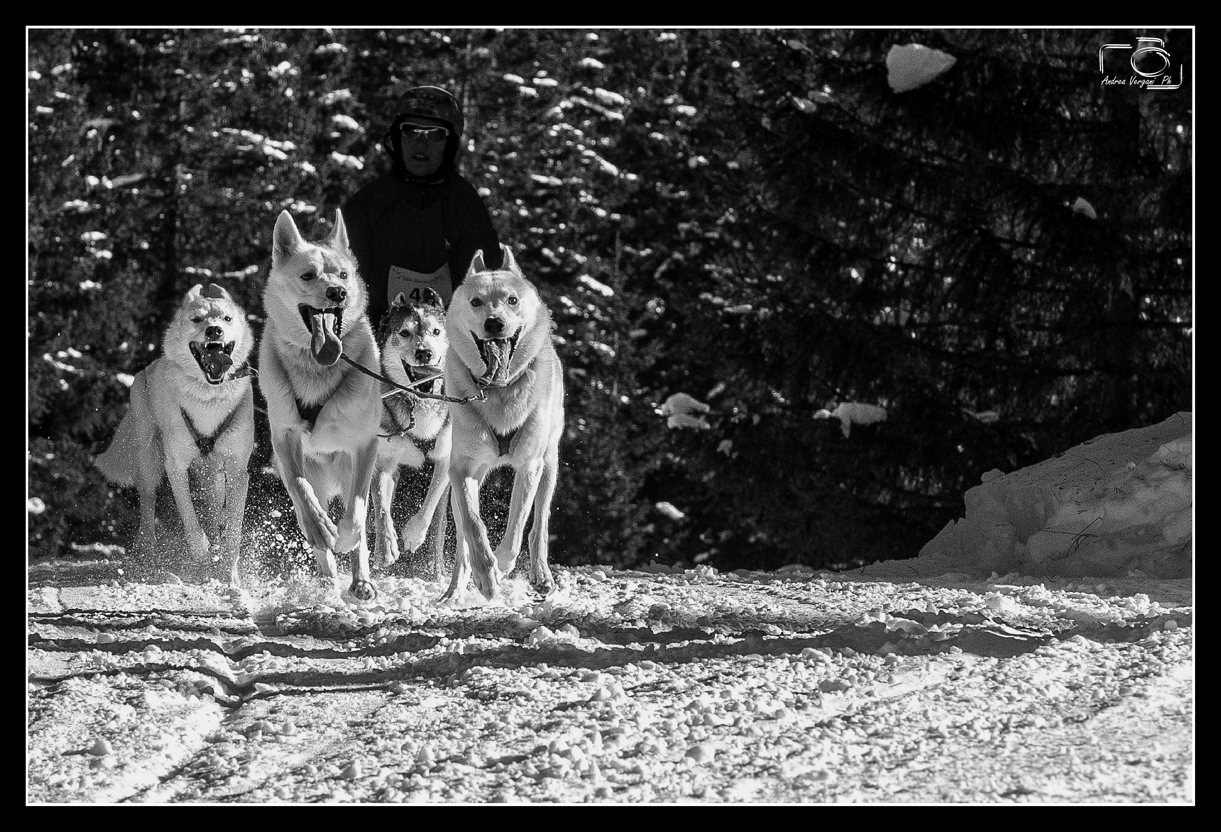 Schlittenhunde Cup San Bernardino