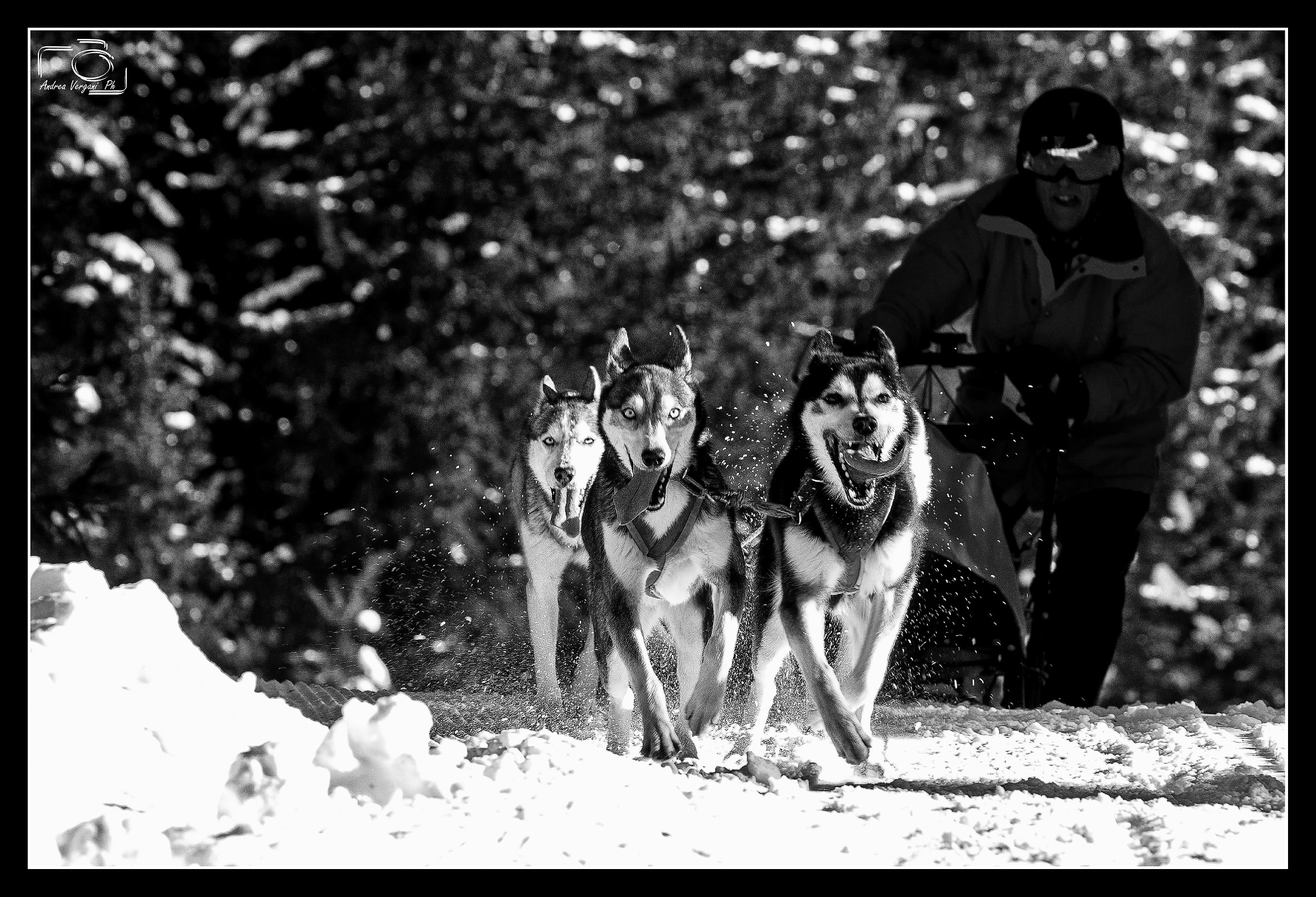 Schlittenhunde Cup San Bernardino