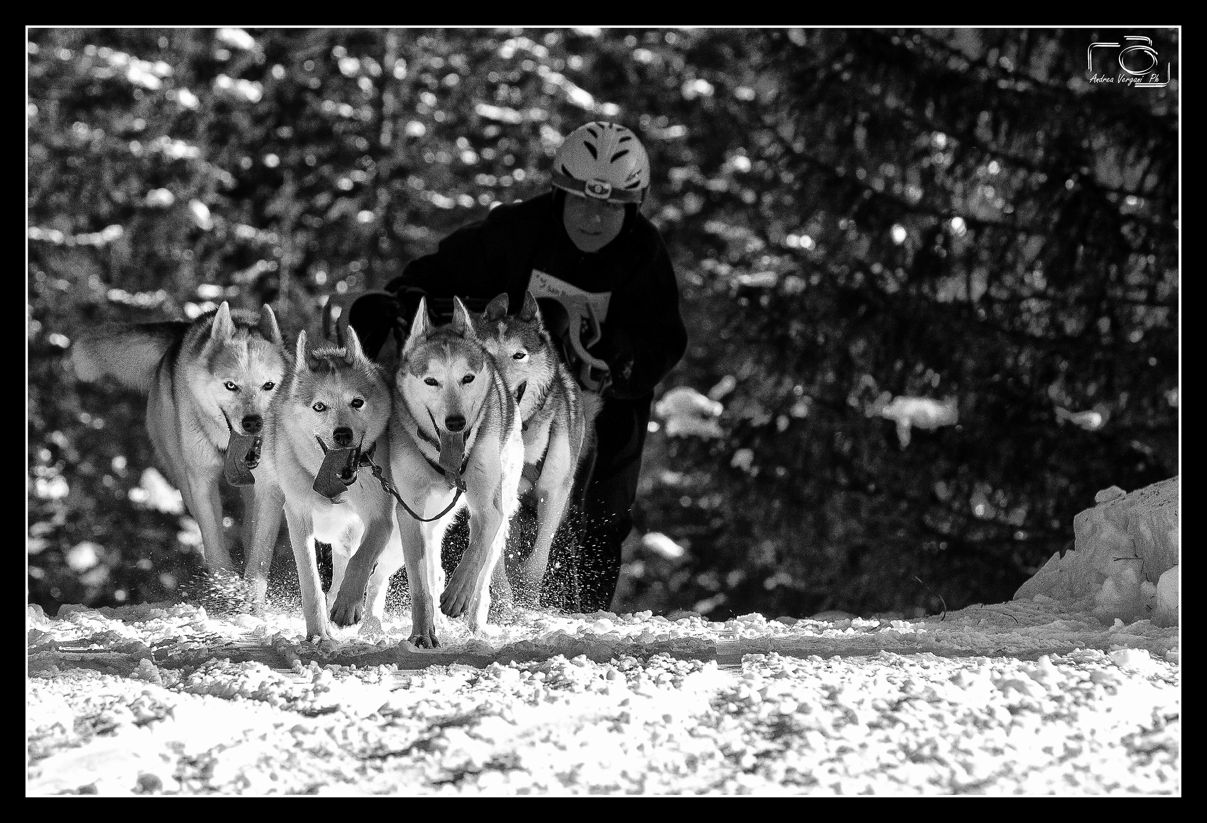 Schlittenhunde Cup San Bernardino