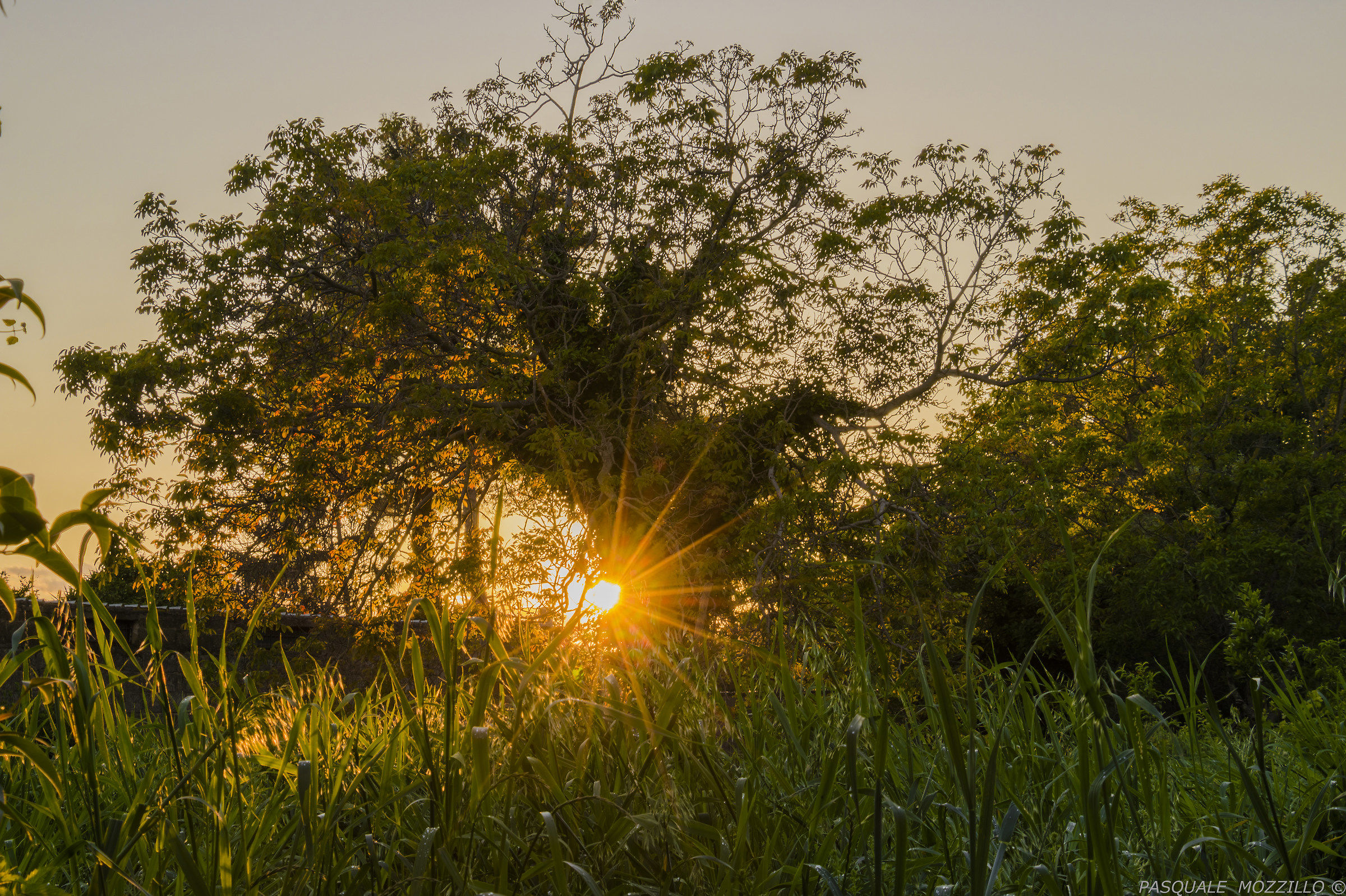 sunset behind the tree