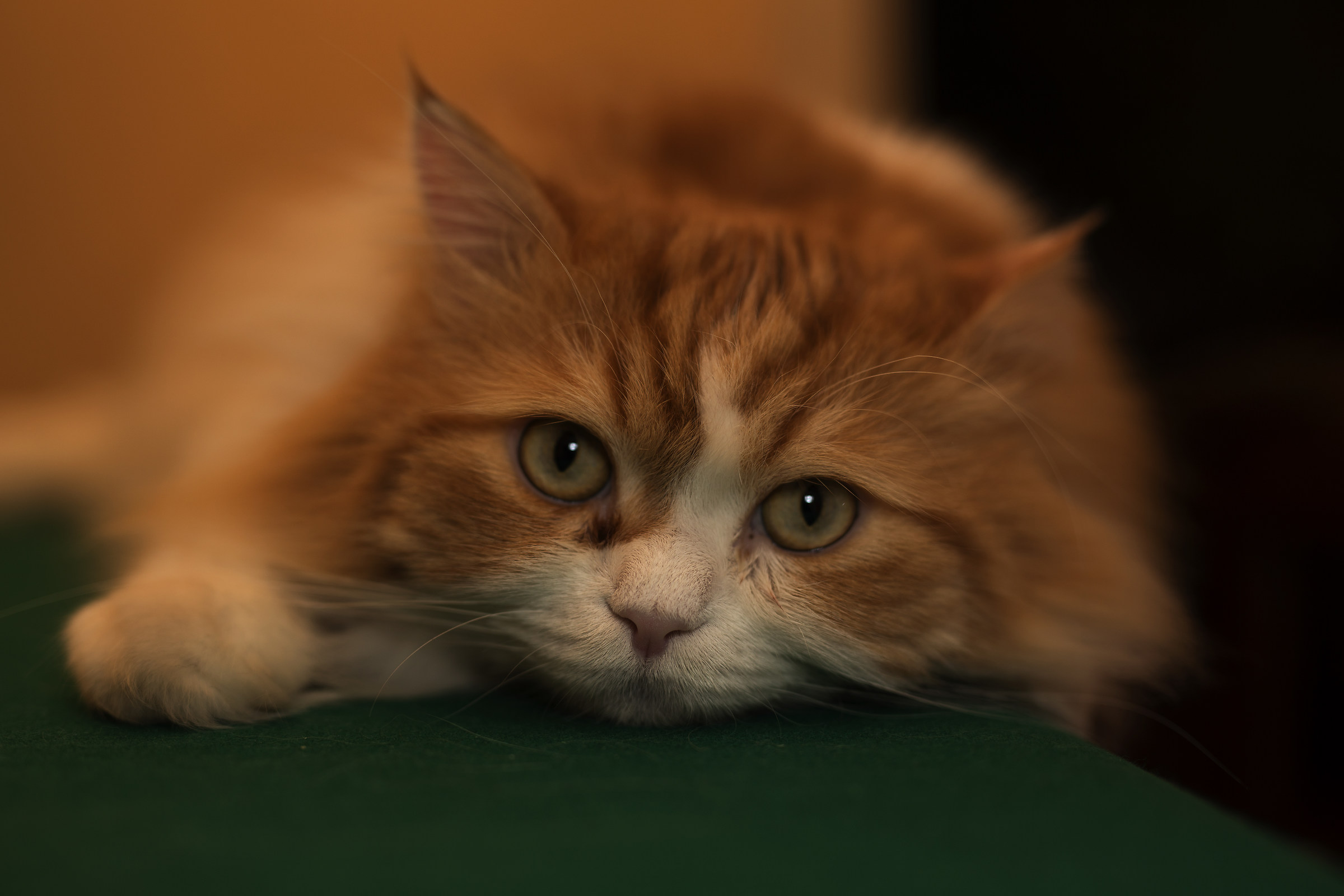 Elegance is a state of mind