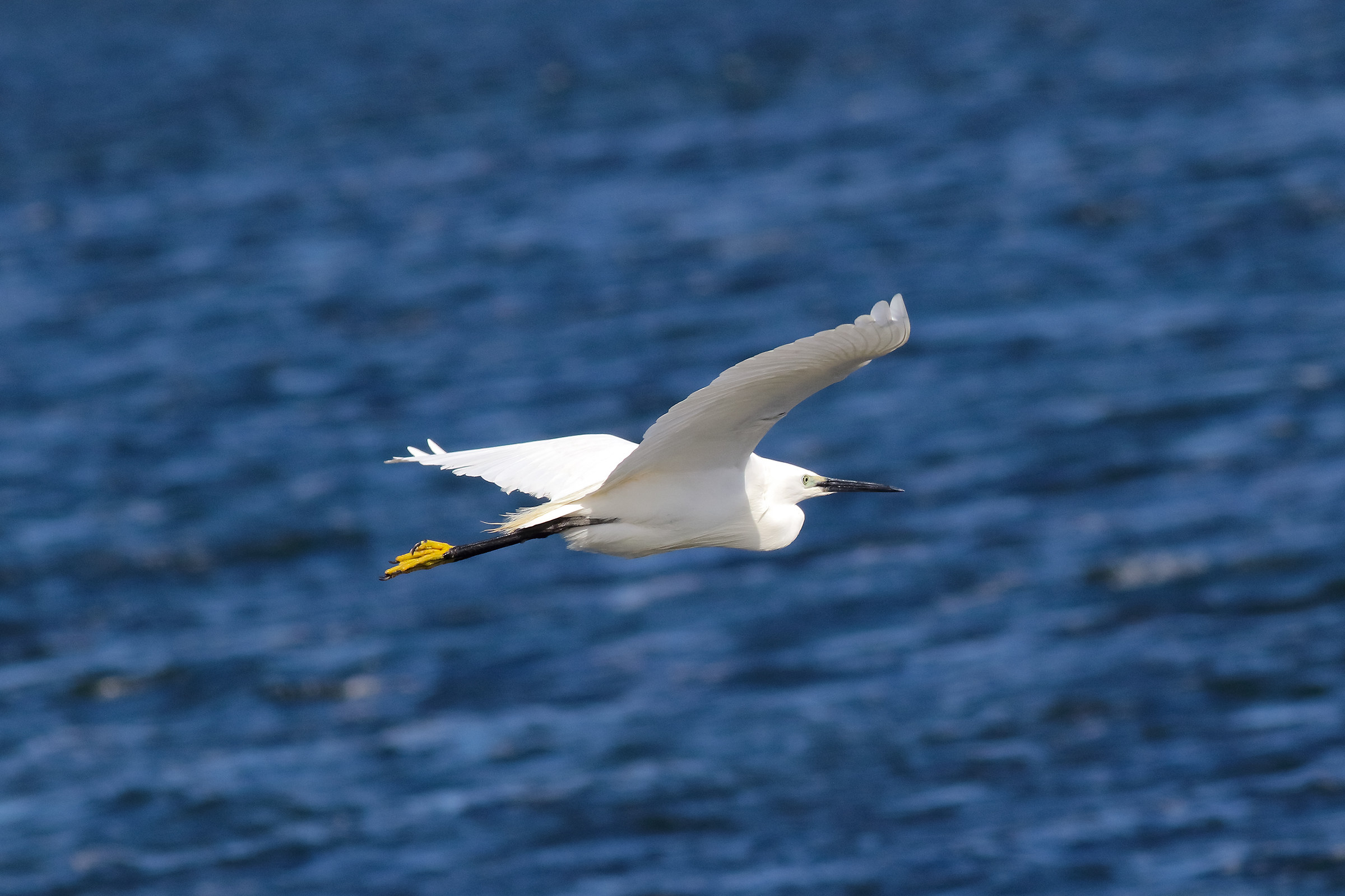 Egret in Flight
