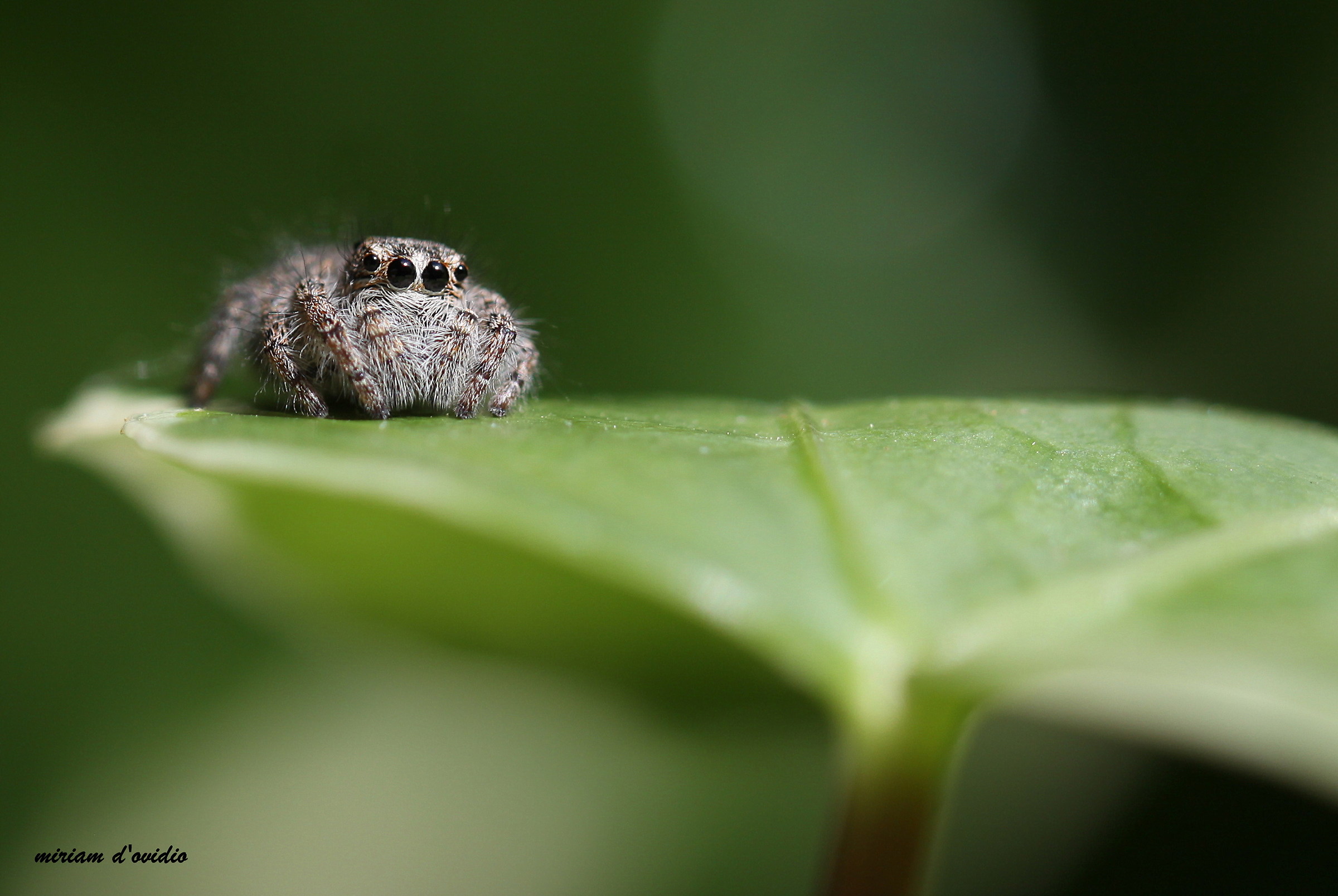 jumping spider
