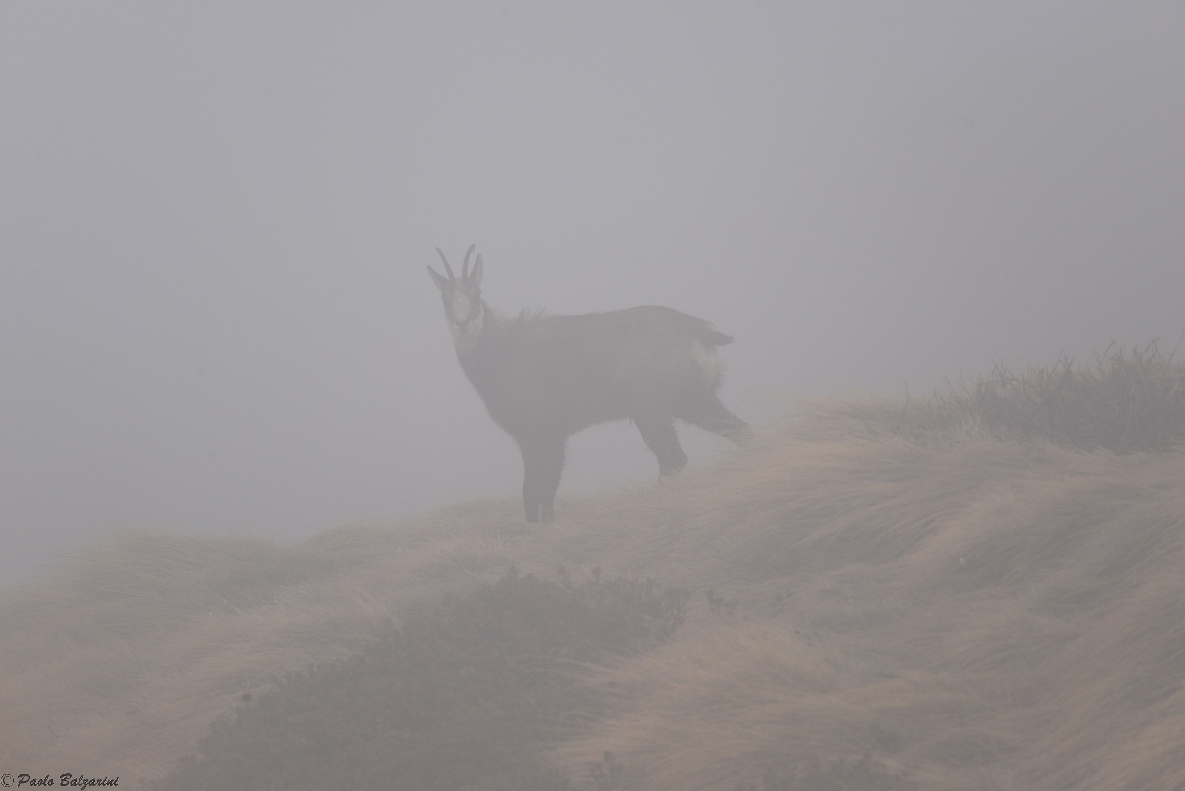 male chamois in the fog Stelvio Park