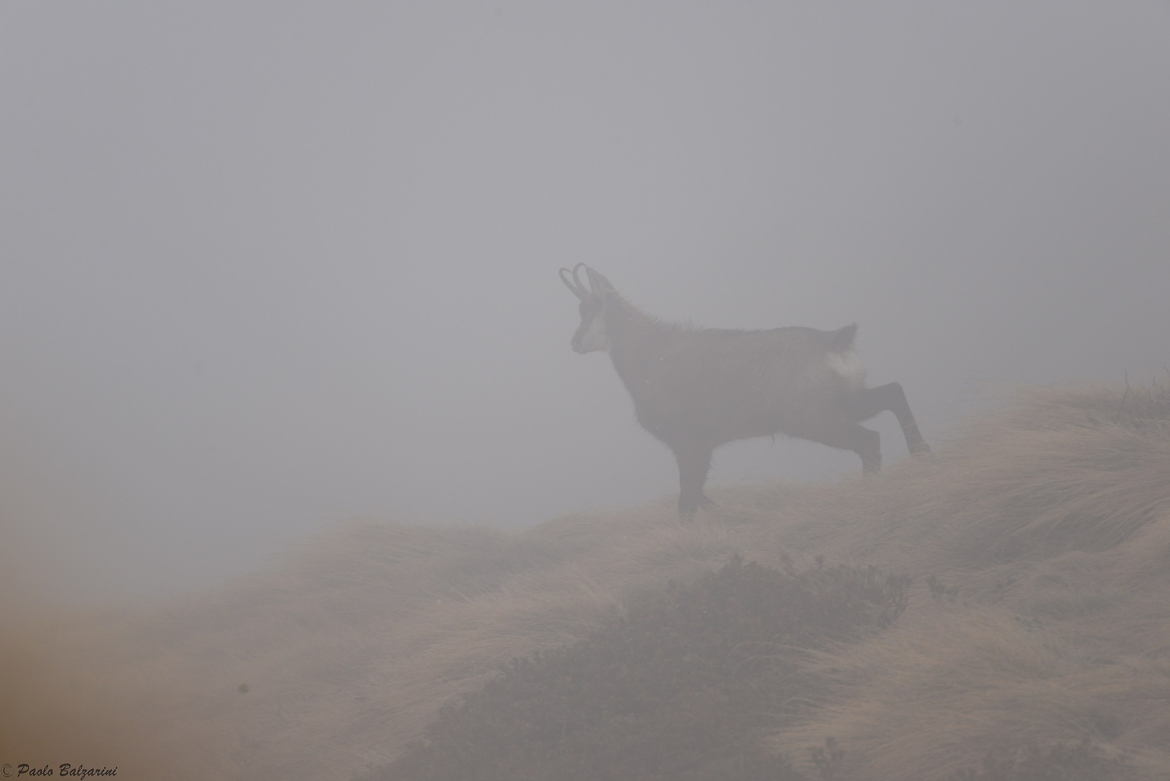 male chamois in the fog Stelvio Park