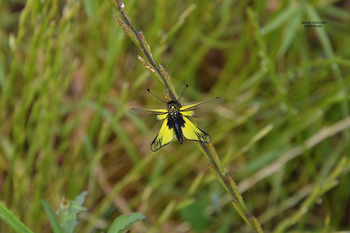 Libelloides italicus