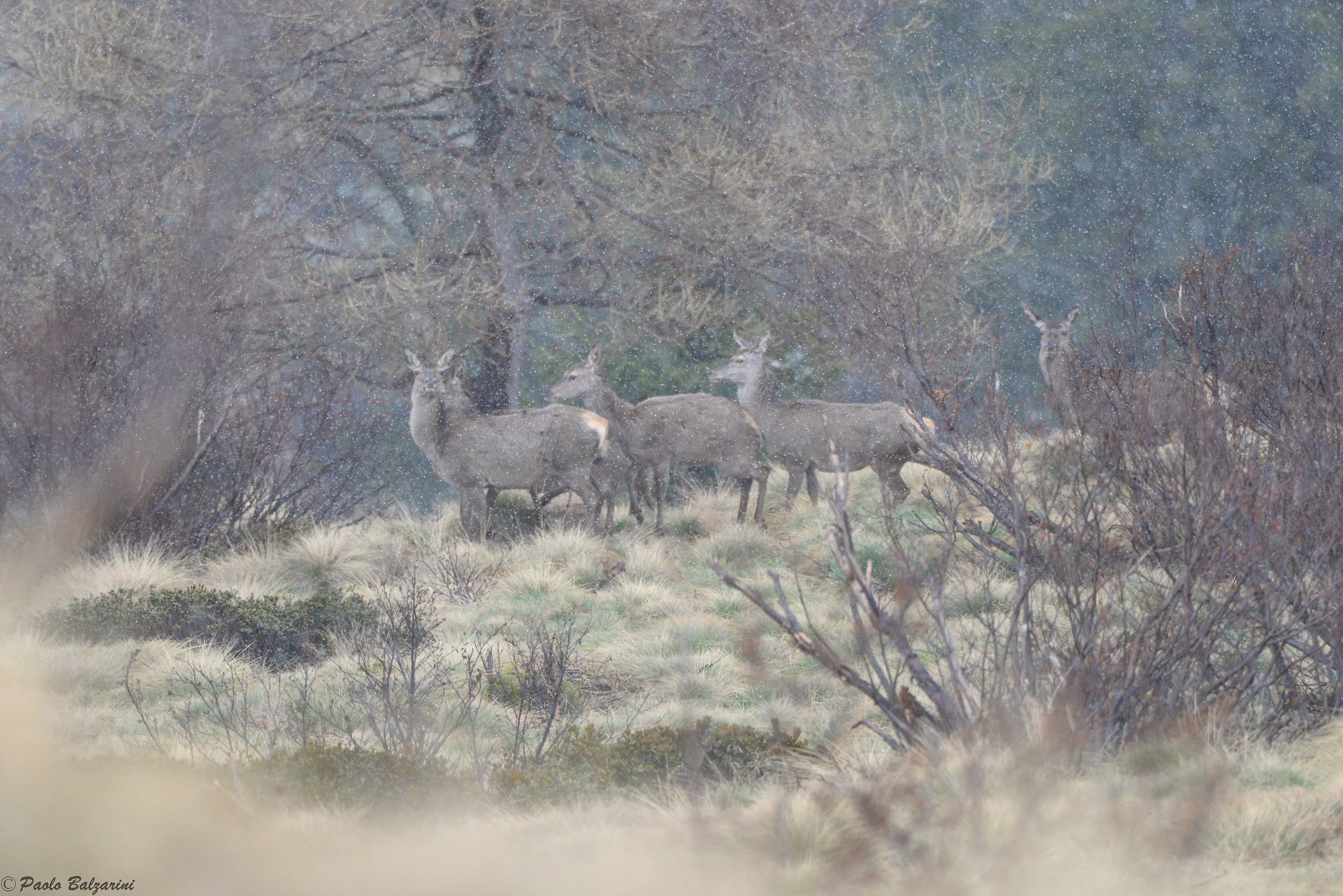 Deer during a thick spring snowfall