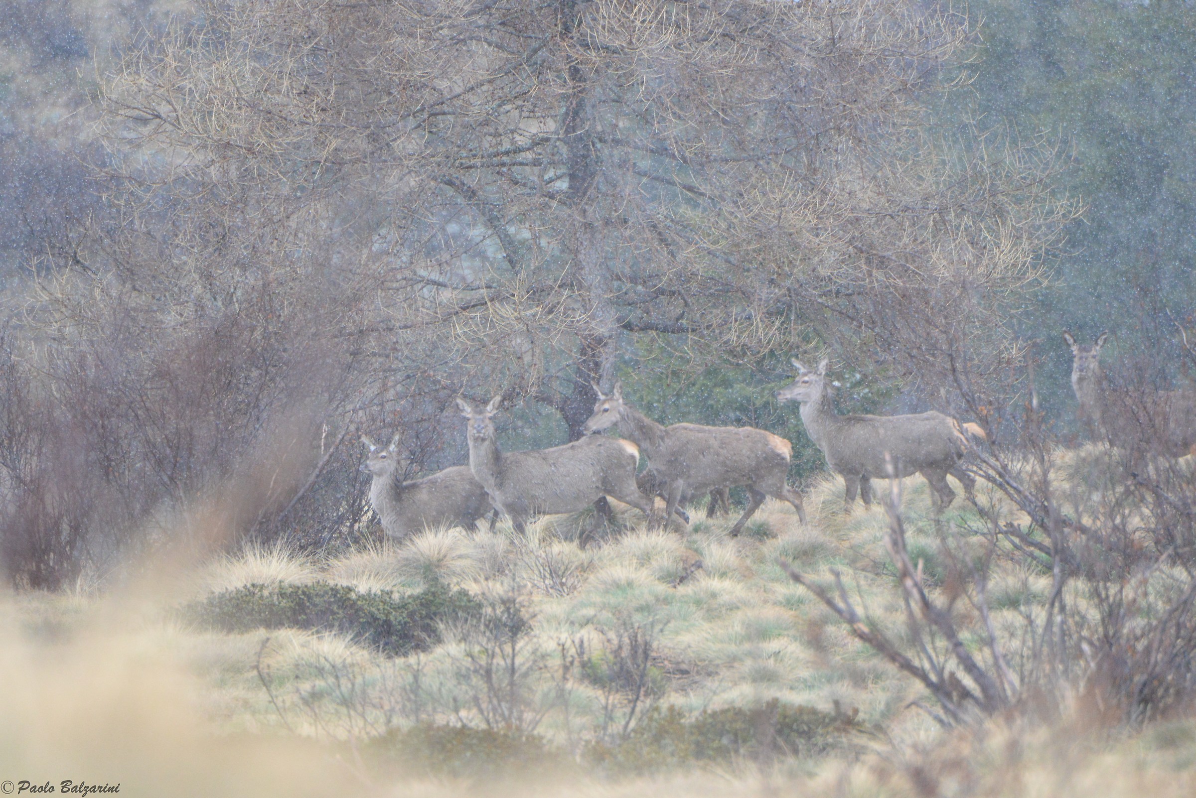 Deer during a thick spring snowfall
