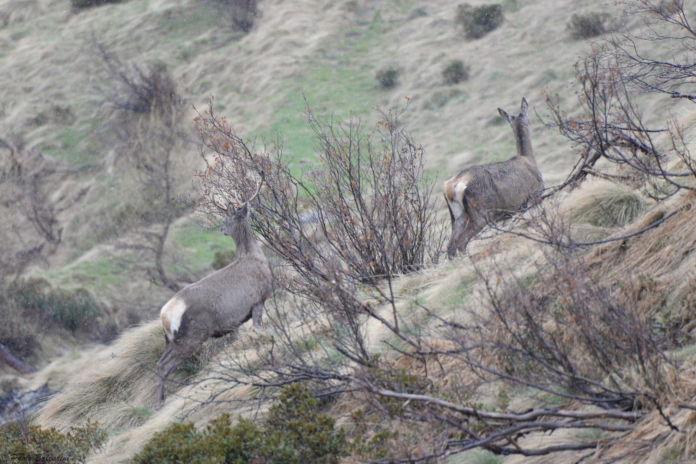 Deer during a thick spring snowfall