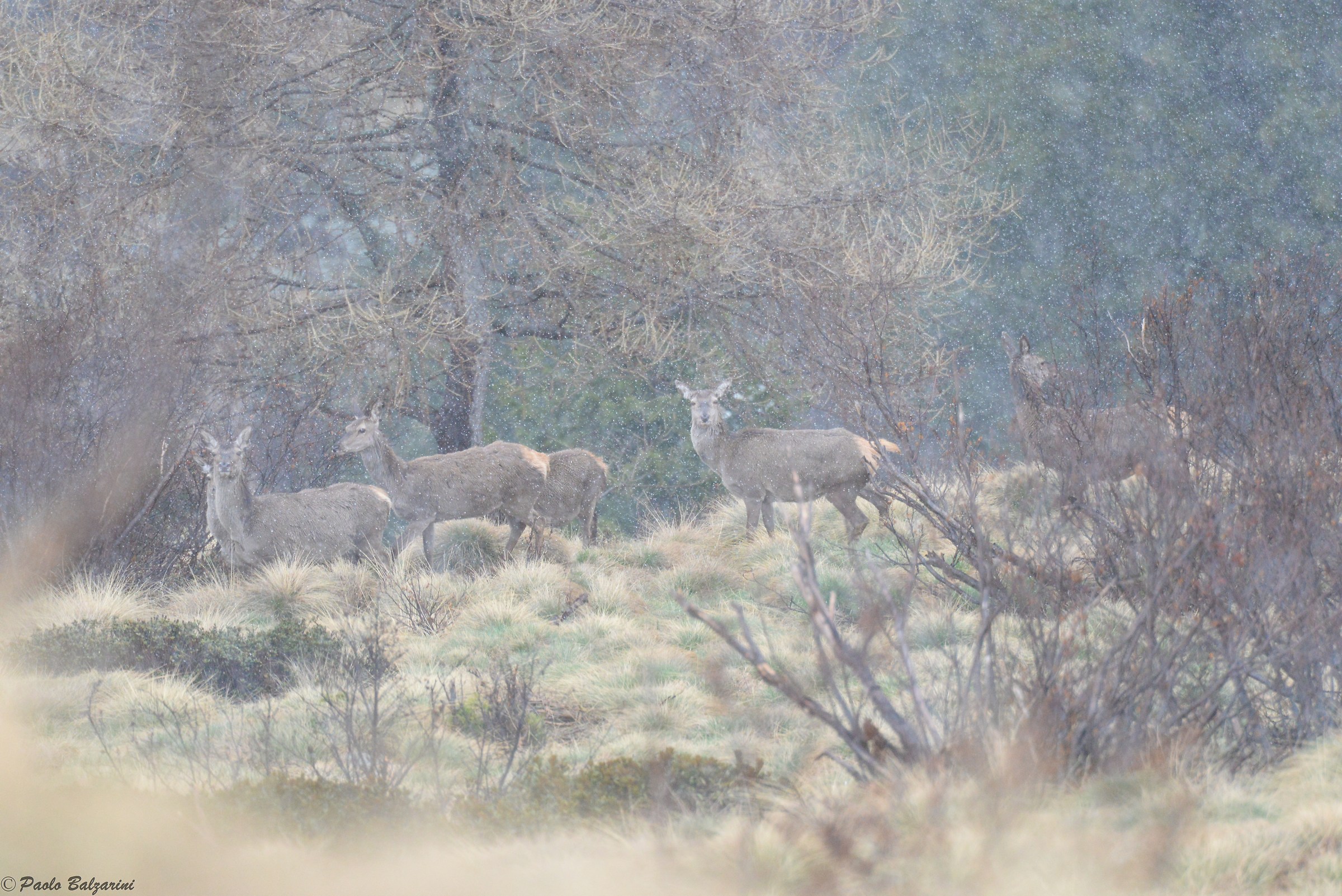 Deer during a thick spring snowfall