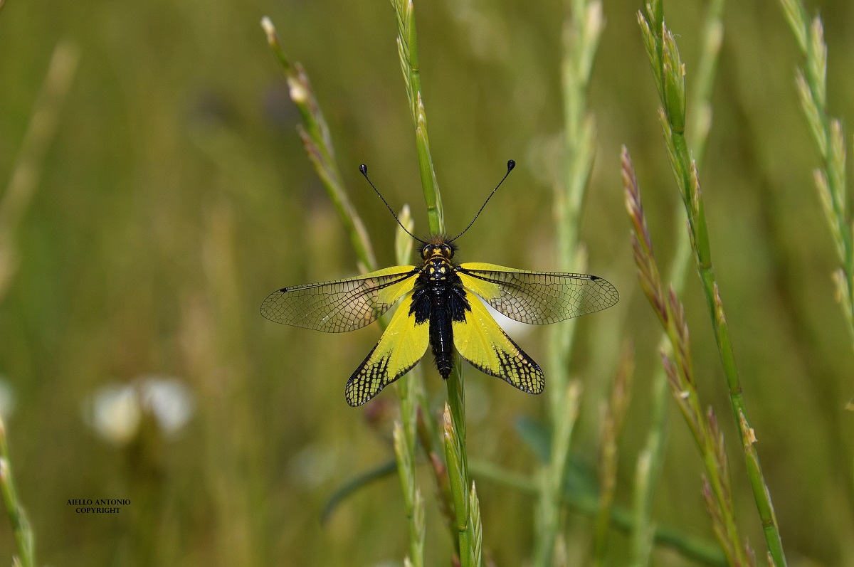 Libelloides italicus