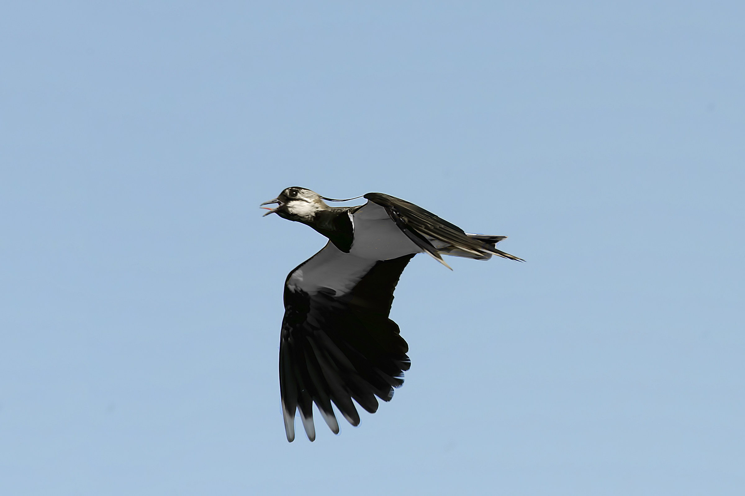 Lapwing