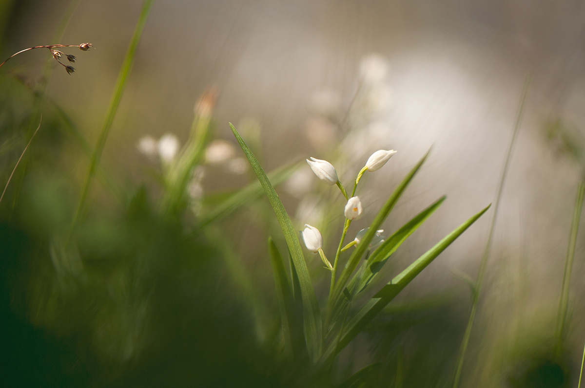 Cephalanthera longifolia