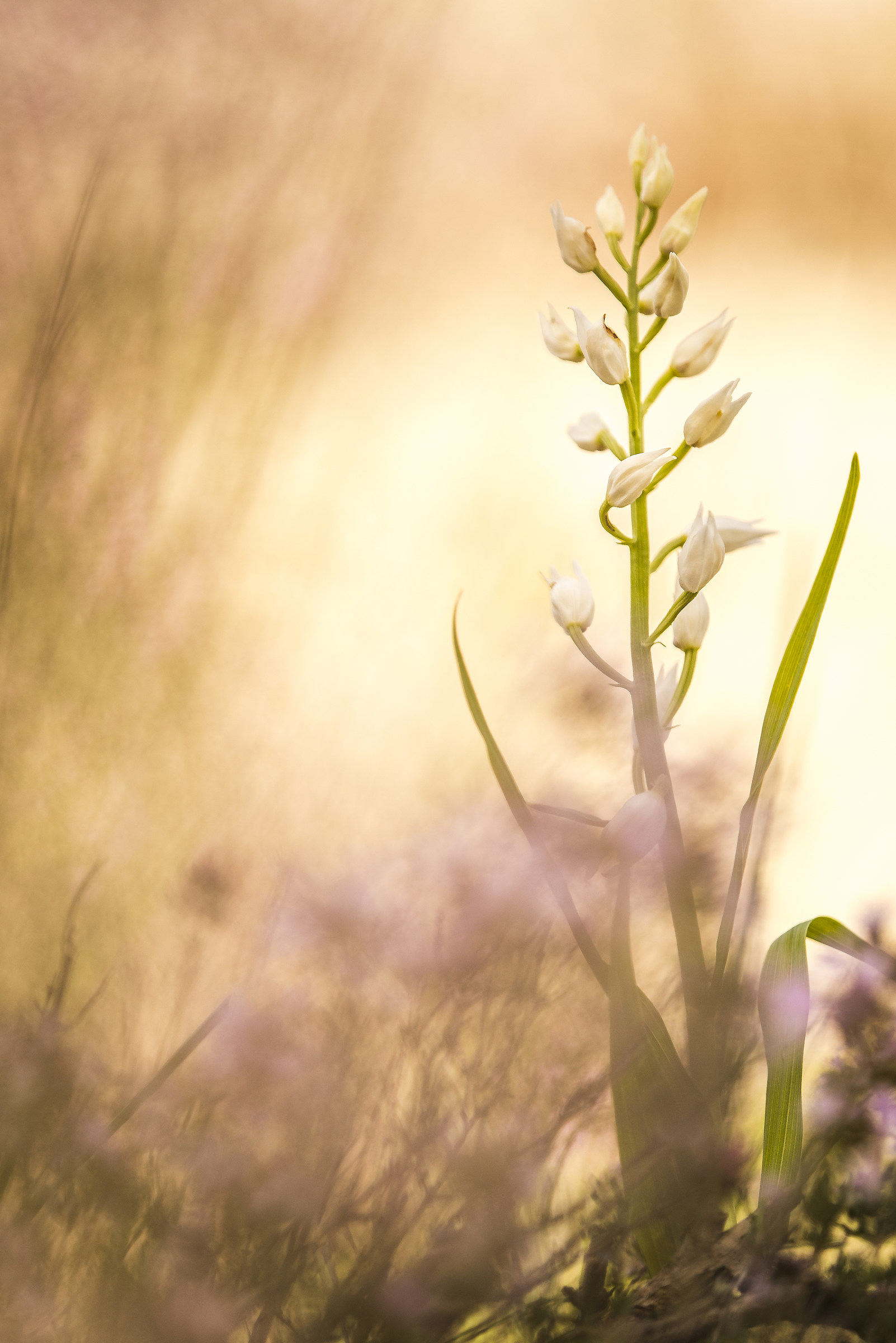 Cephalanthera longifolia