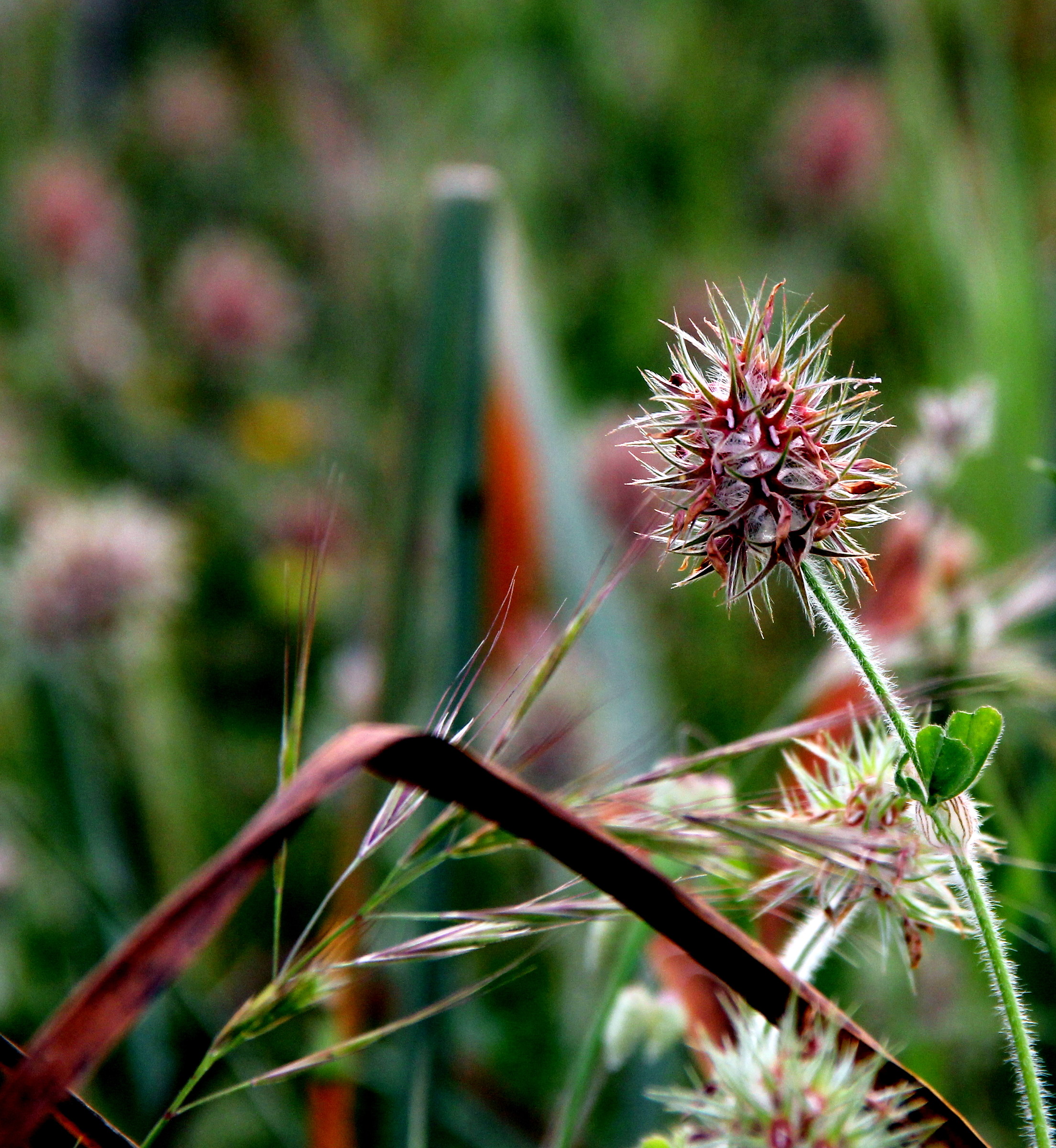Even the little ones do spring