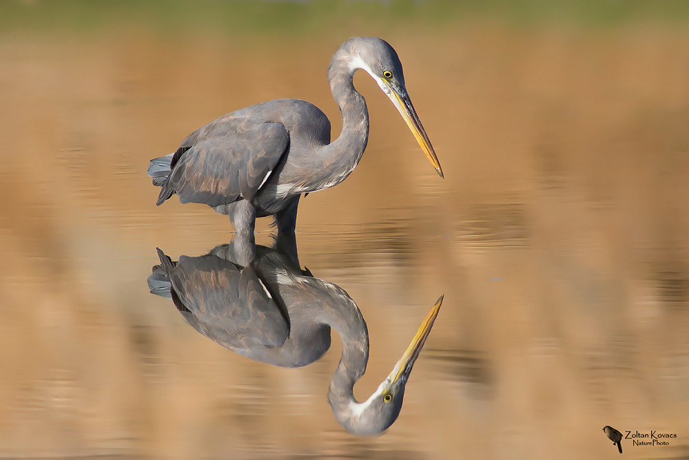 Western Reef Heron (Egretta gularis)