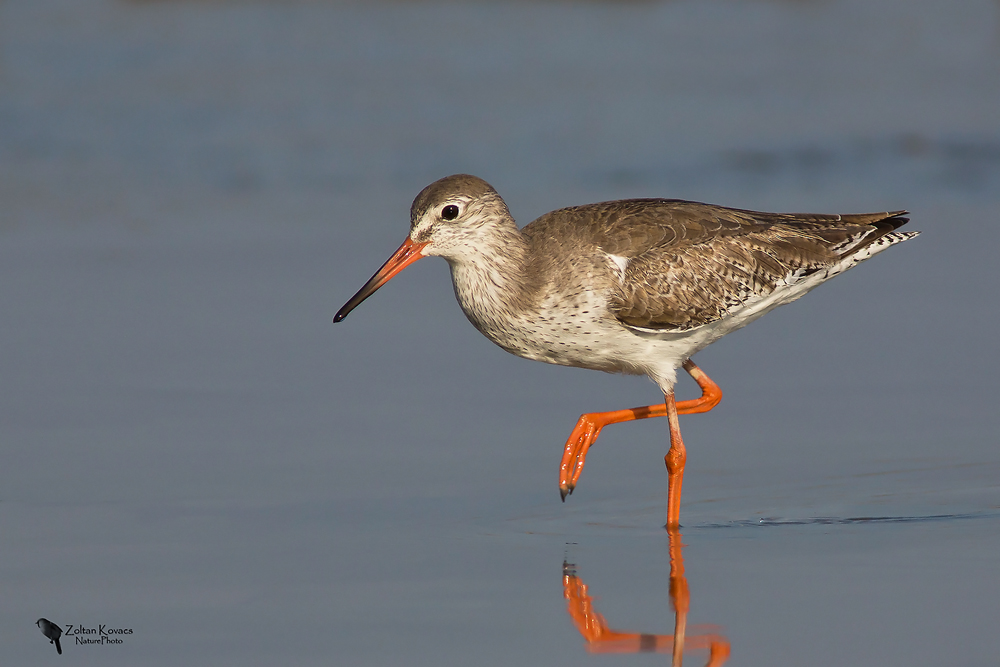 Redshank (Tringa totanus)