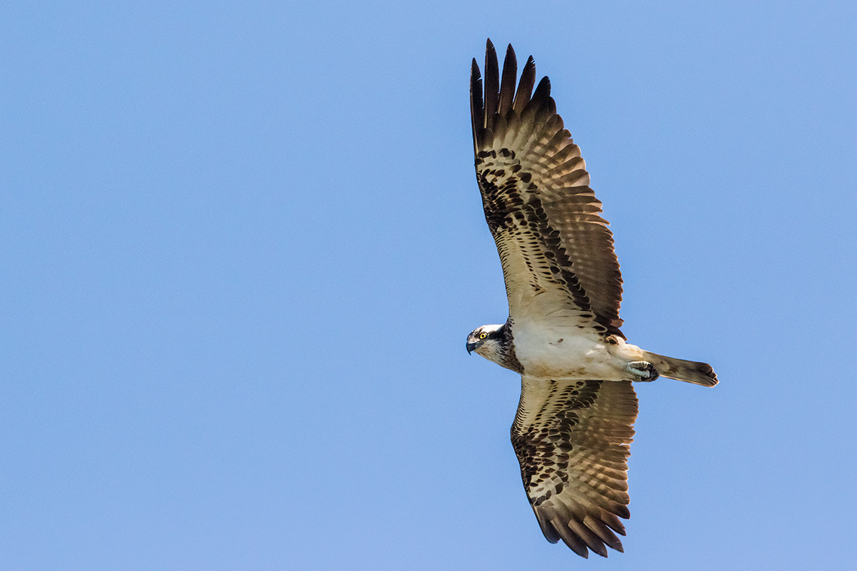 Osprey