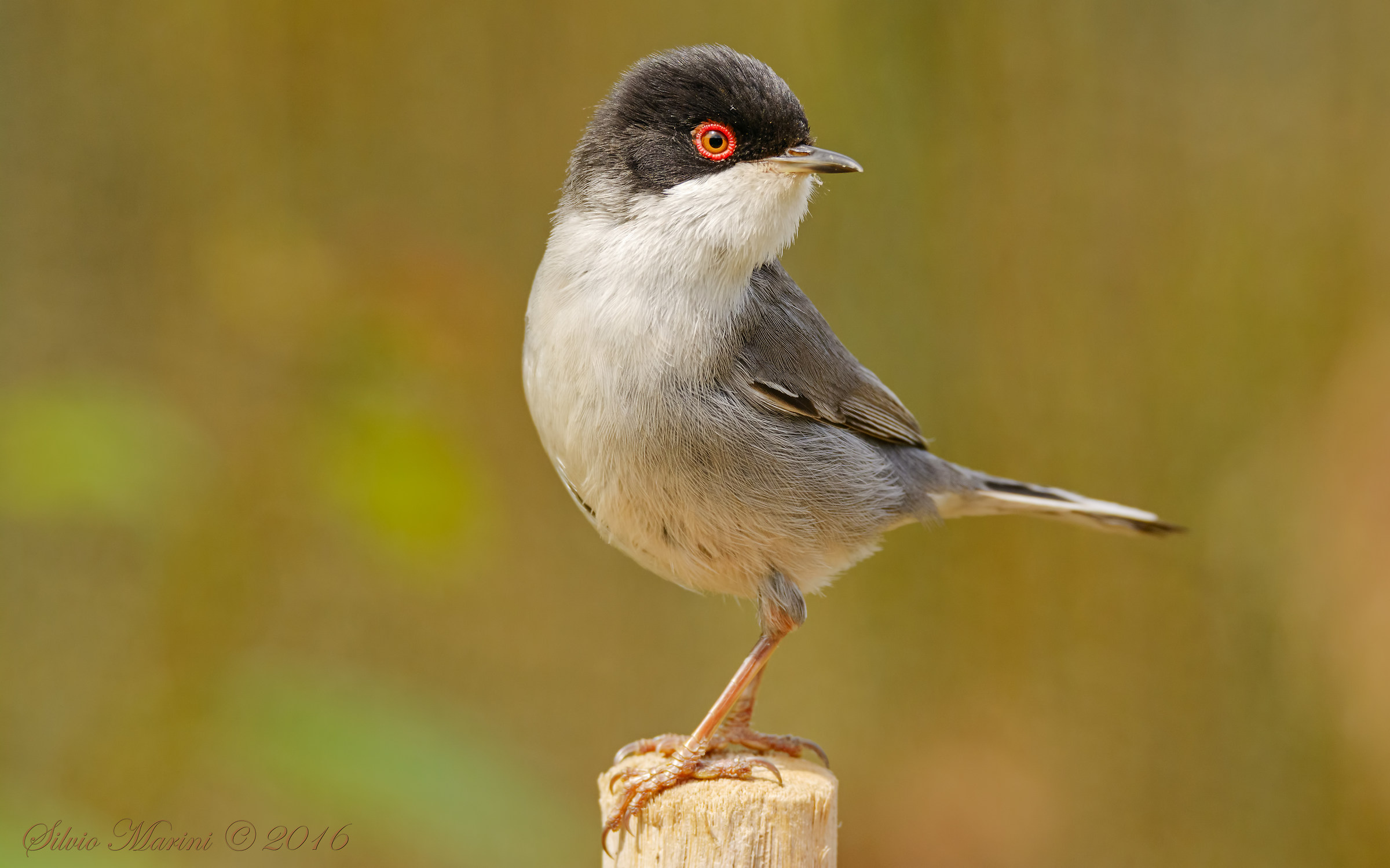 Sardinian warbler (Sylvia melanocephala) hurt