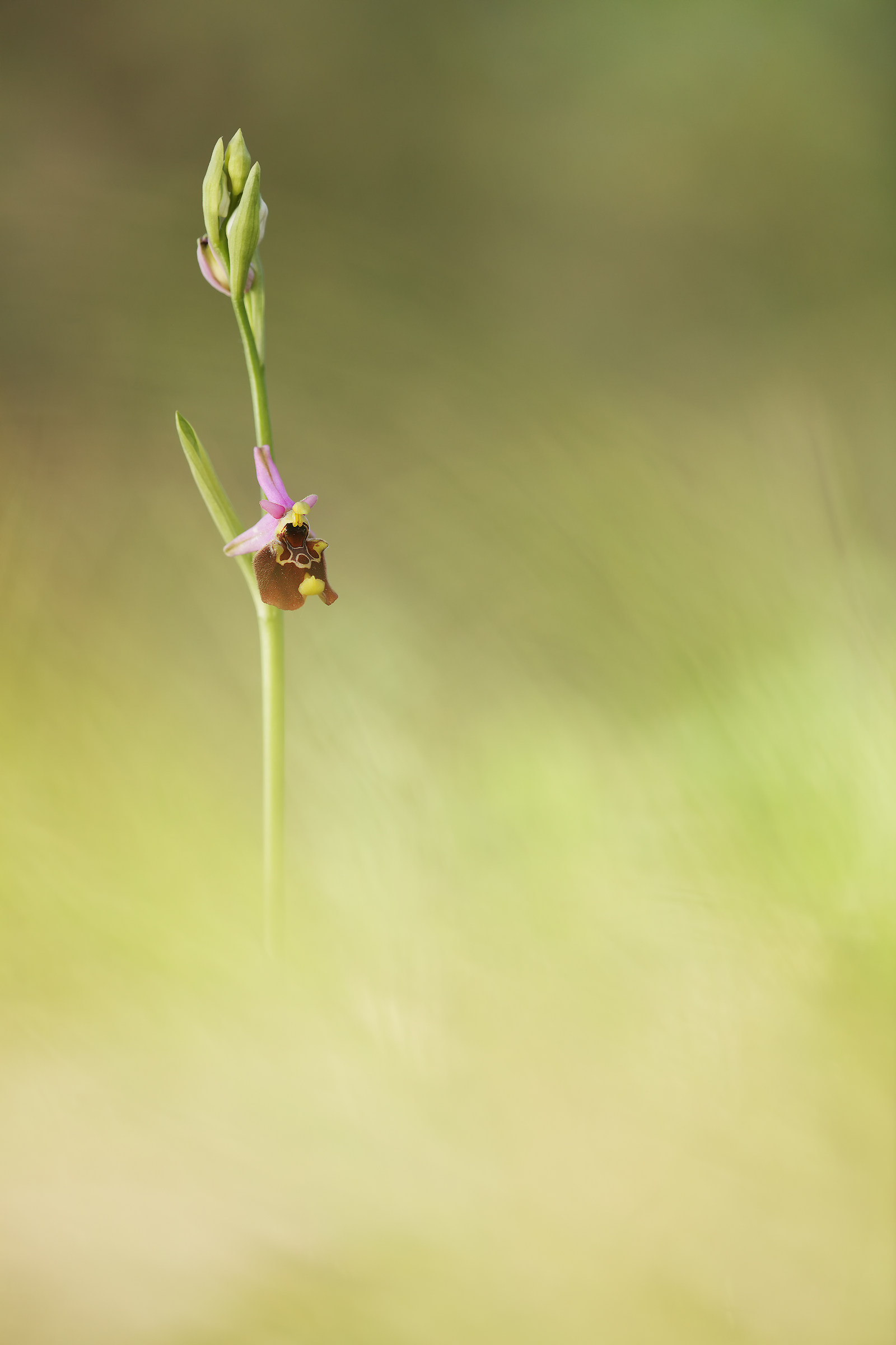 Ophrys holosericea