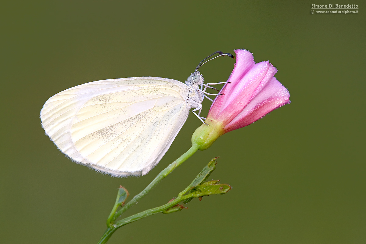 Pieris brassicae