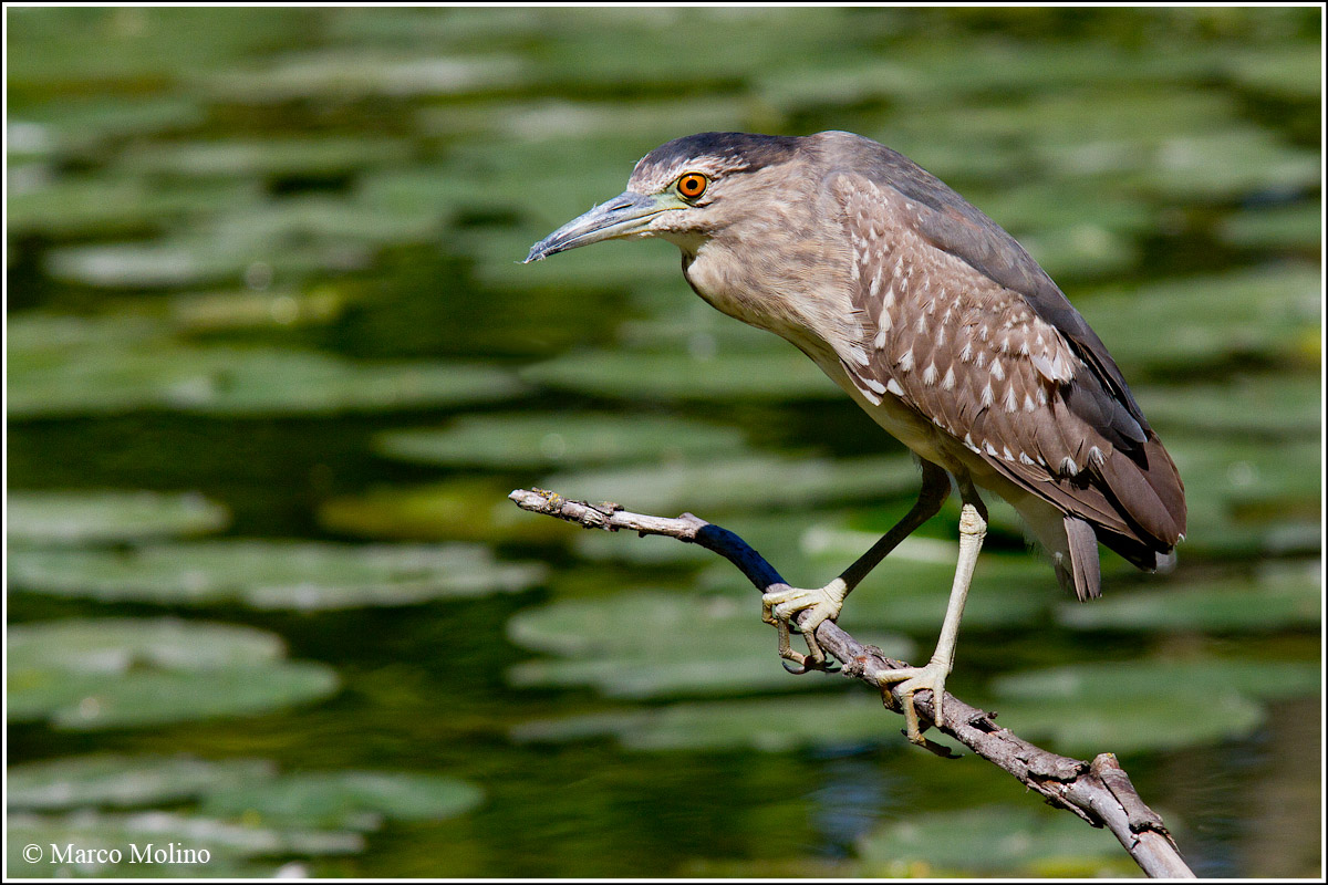 Nycticorax nycticorax - Nitticora