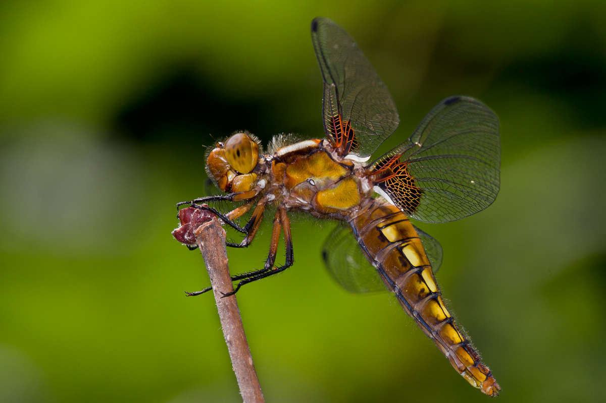 Dragonfly