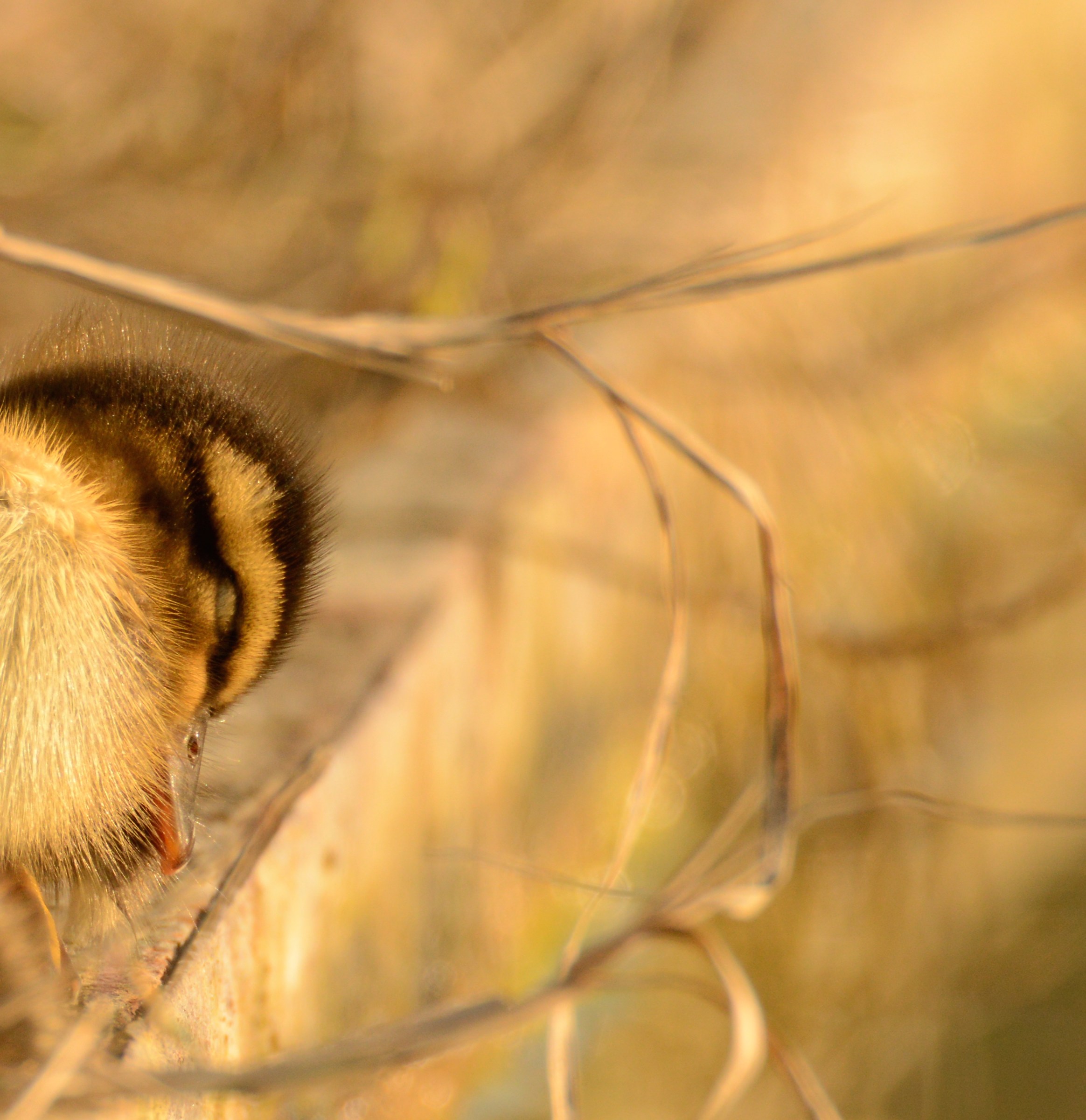 Il sonno dell'anatroccolo