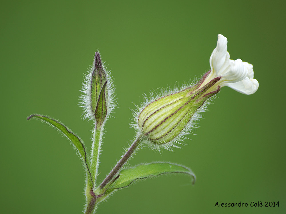 Silene alba (Silene bianca) 6707