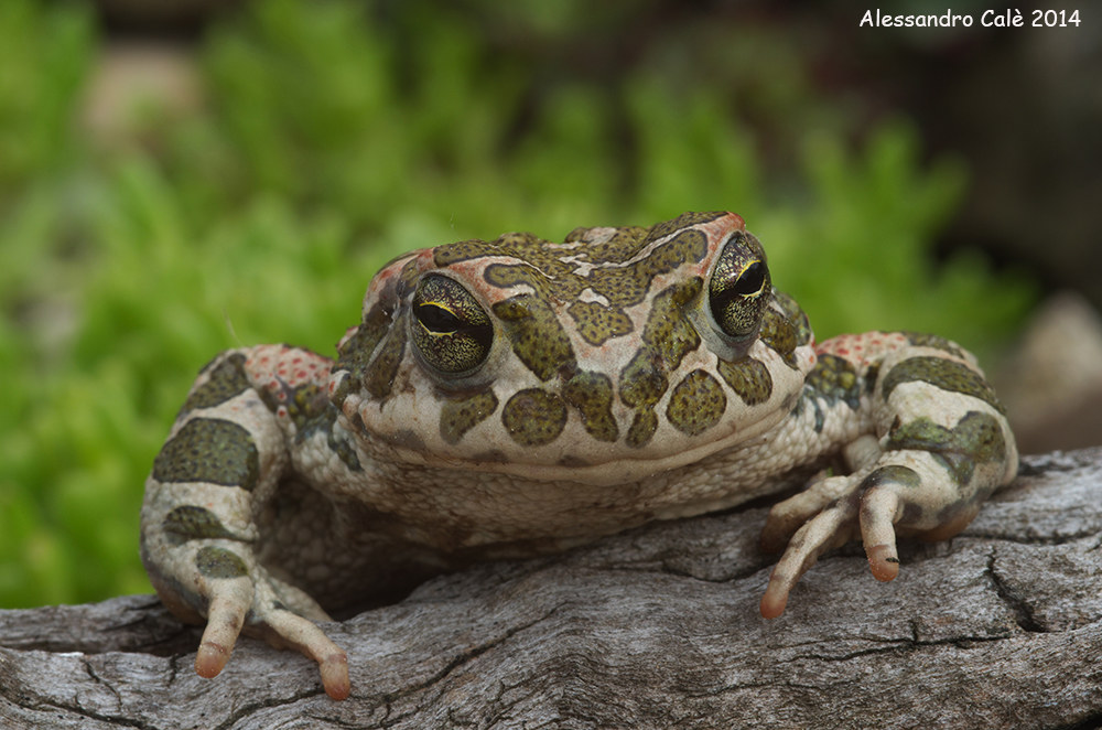 Pseudepidalea viridis (Green Toad) 2708