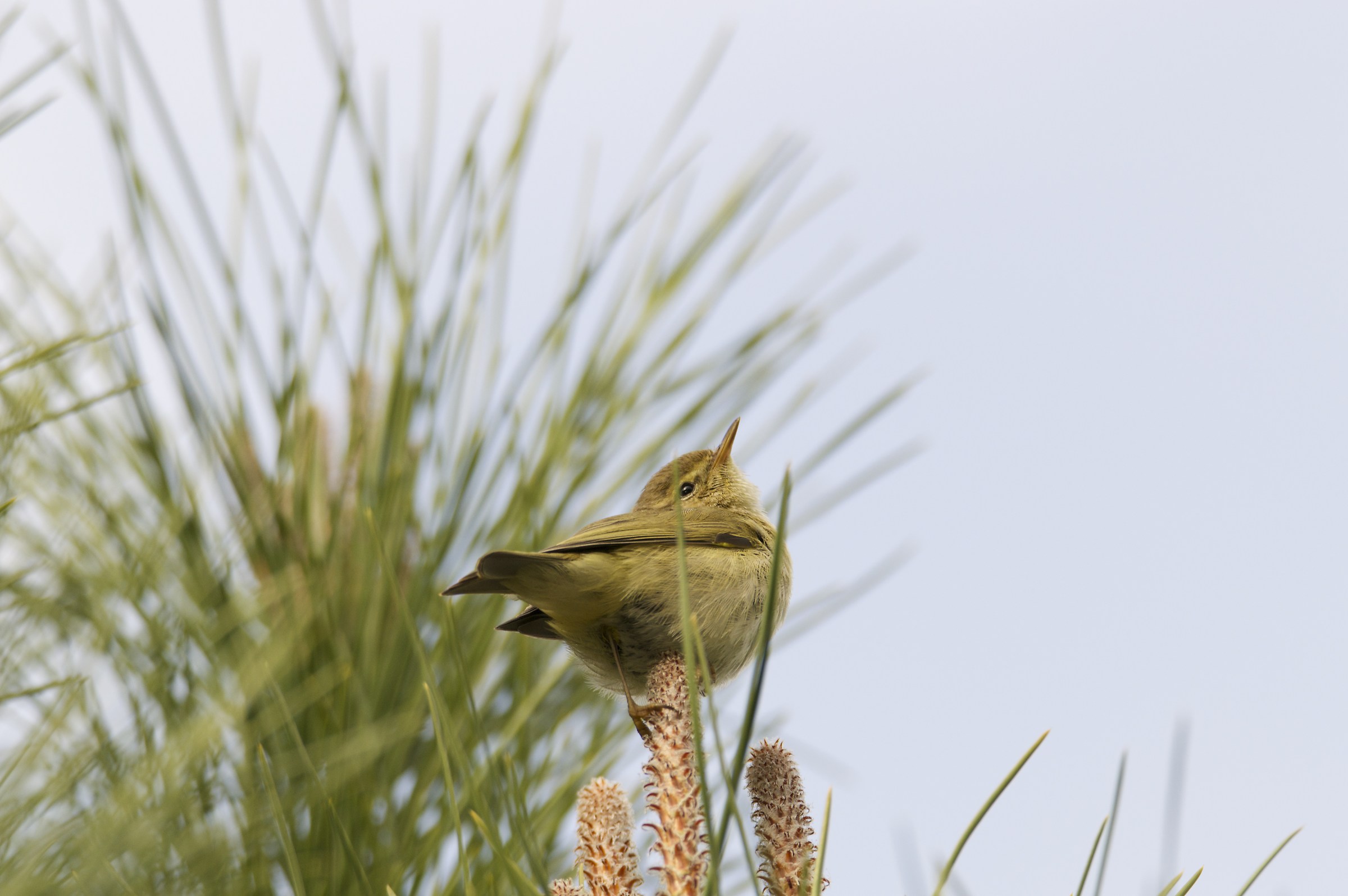 Il folletto tra gli aghi di pino