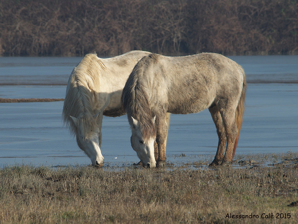 Camargue horses 5170