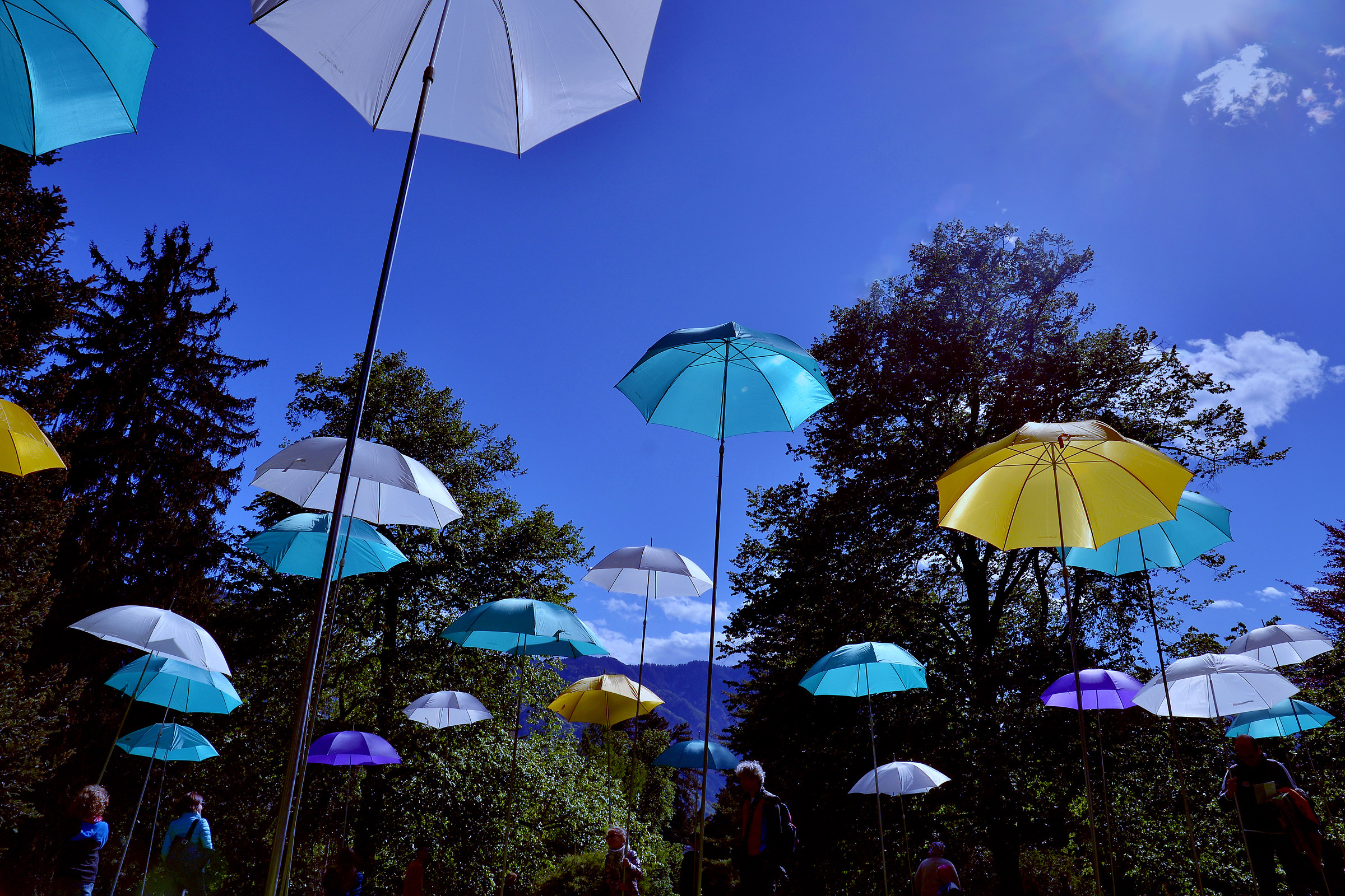 Forest of umbrellas 2