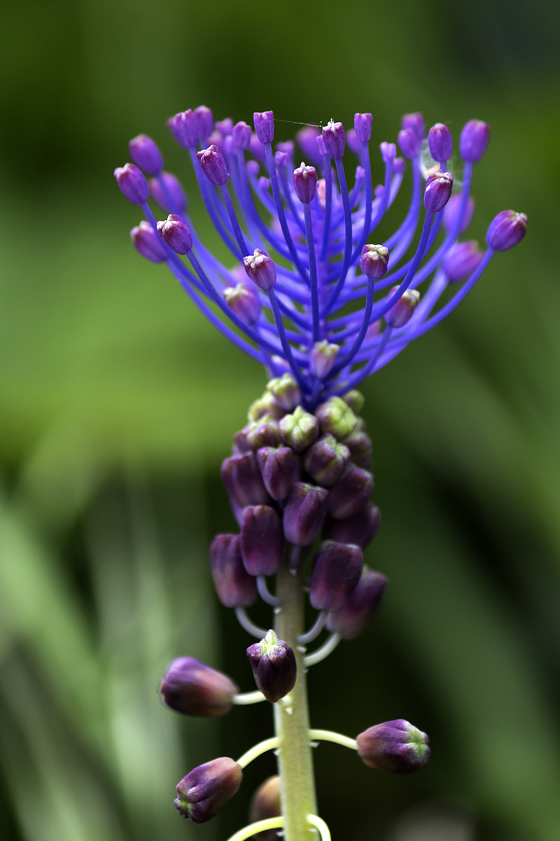 orchidea selvatica ?