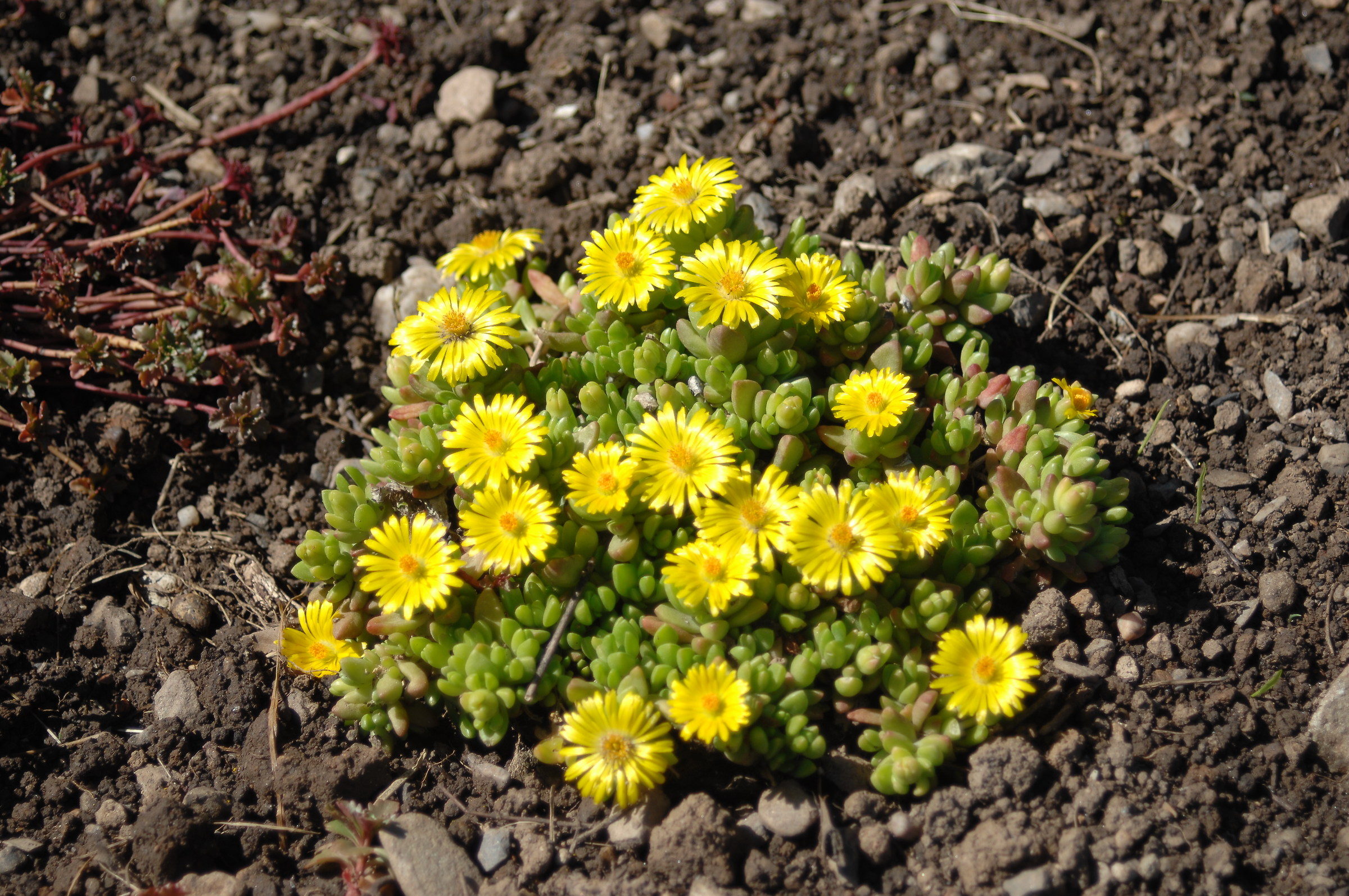 Quel mazzolin di fiori