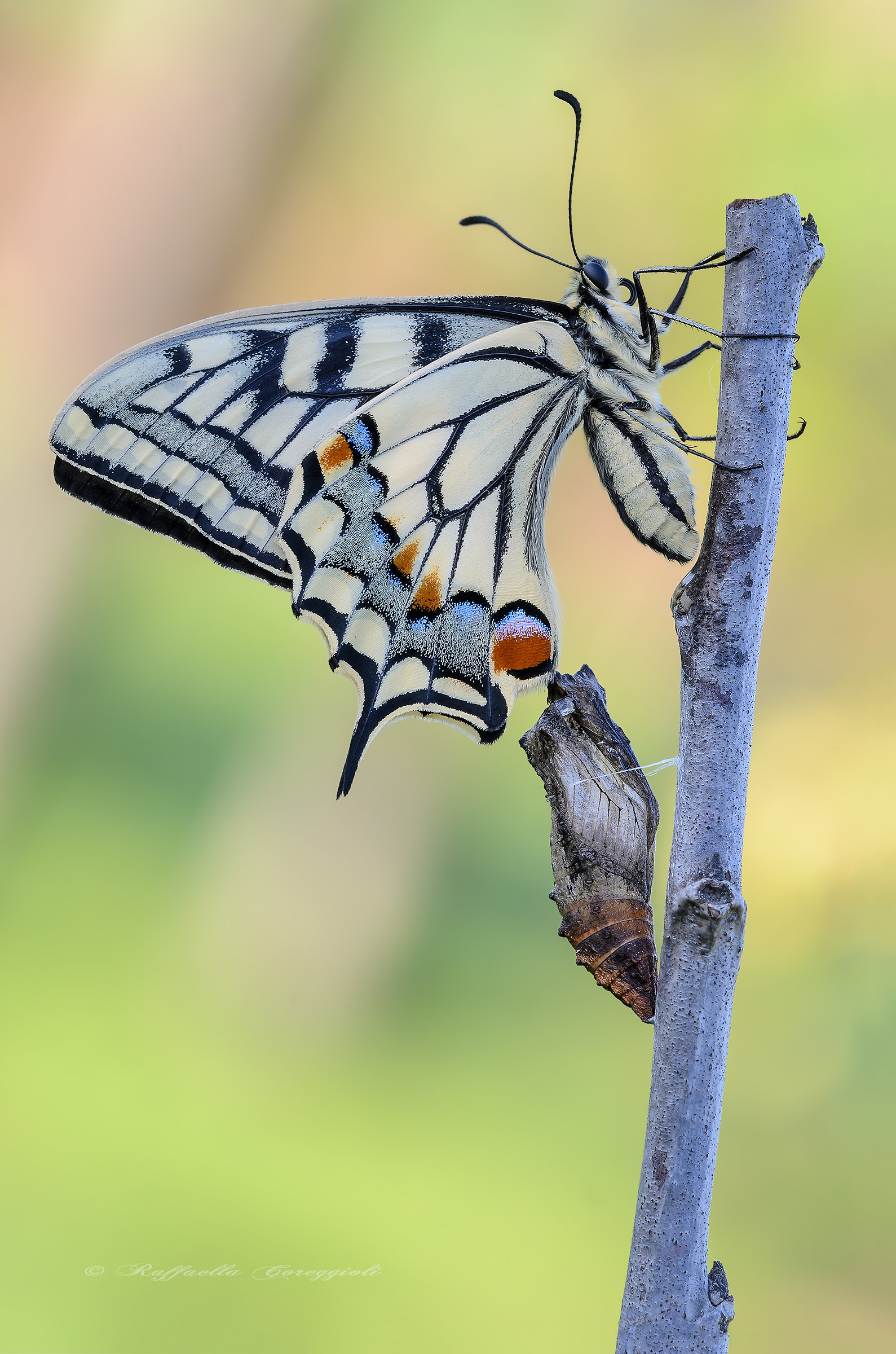 Papilio machaon with Chrysalis