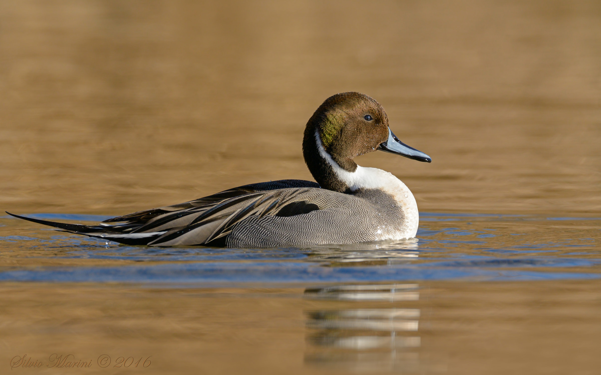 Northern Pintail (Anas acuta)