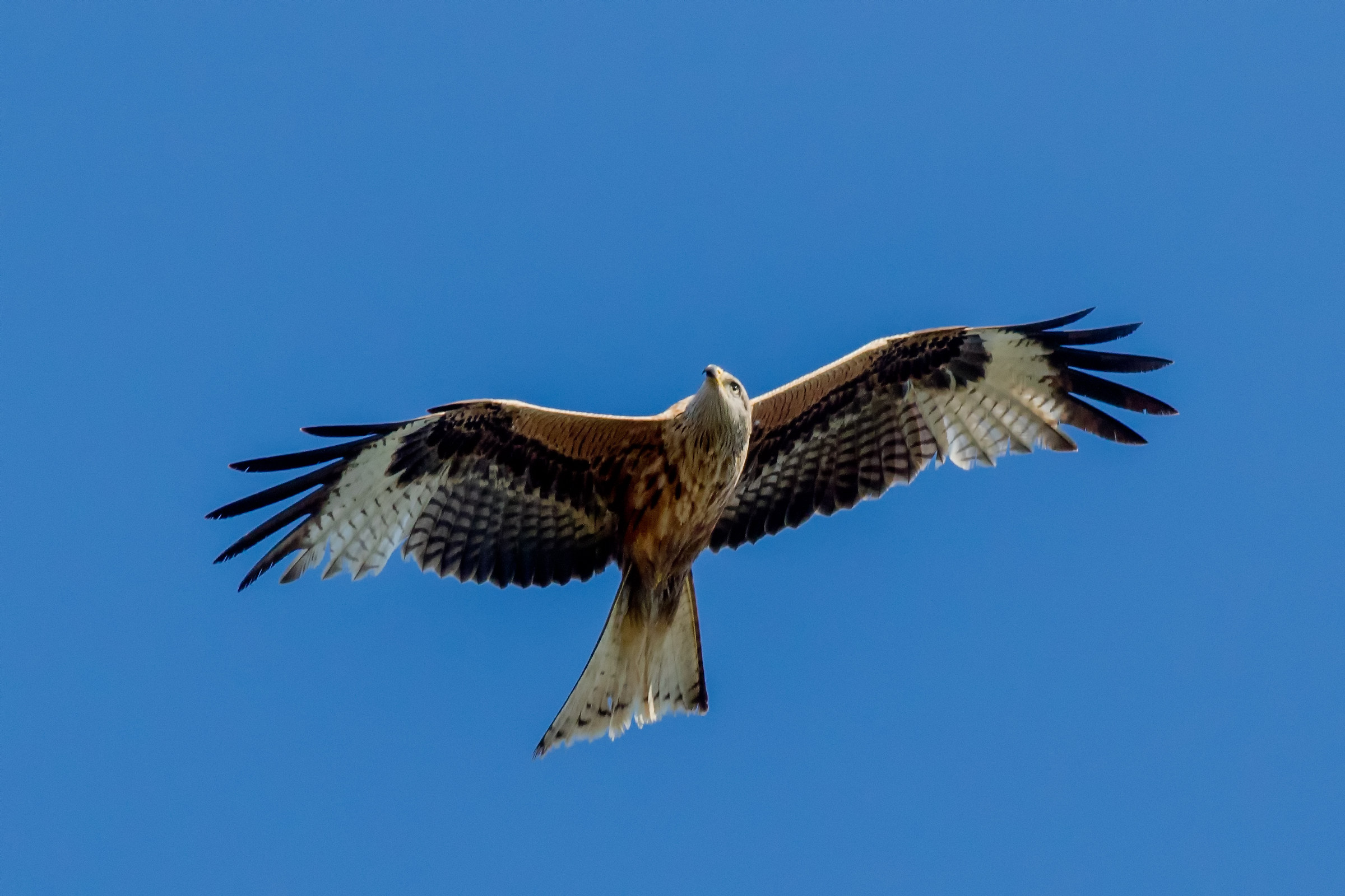 The Dream of the Red Kite