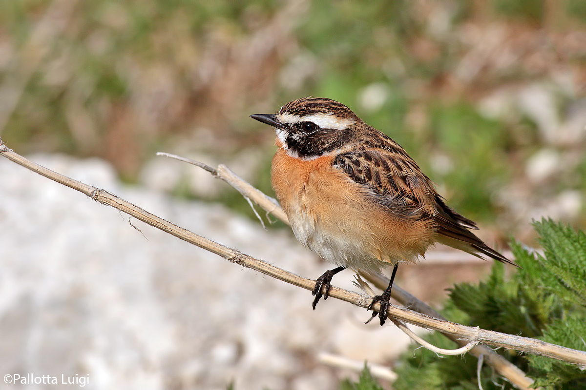 Stiaccino(Saxicola rubetra)
