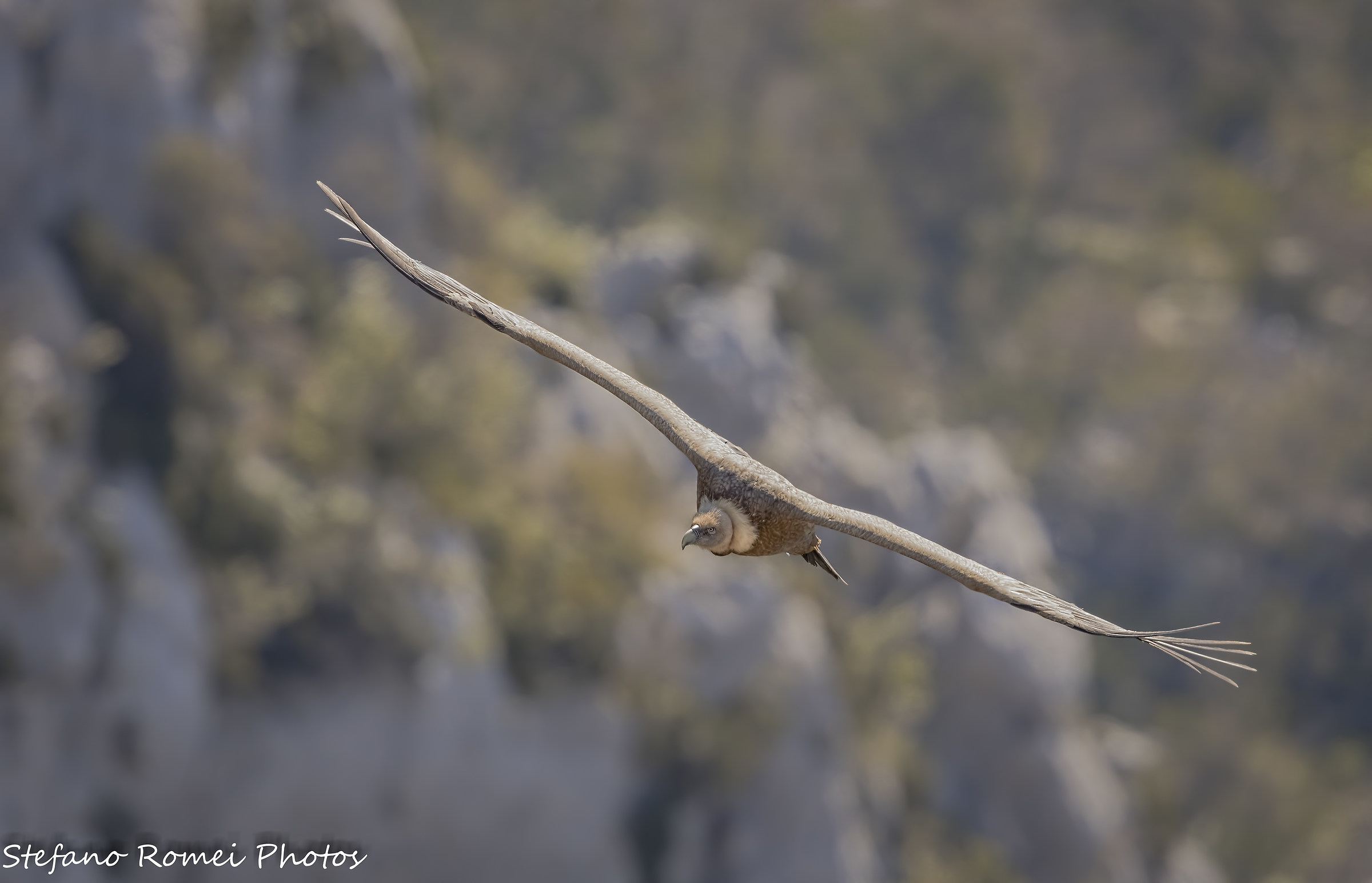 l'occhio del grifone