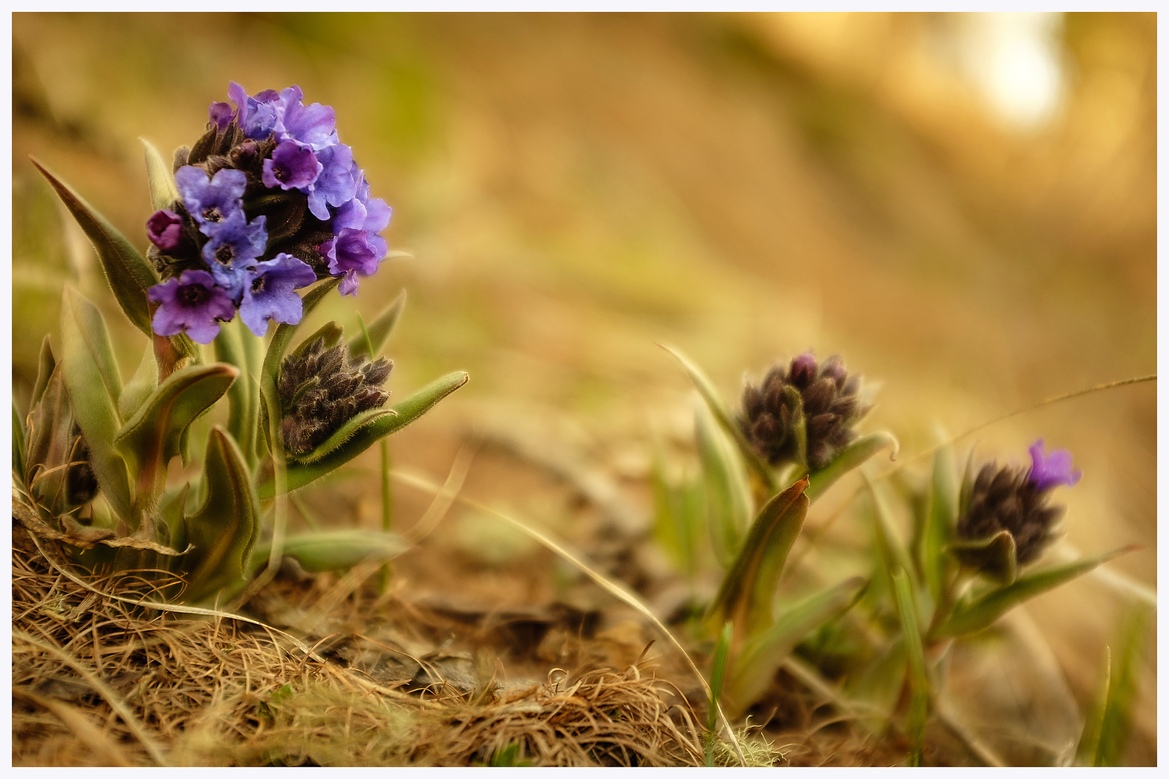 Siam tre piccoli fiorellin ..,