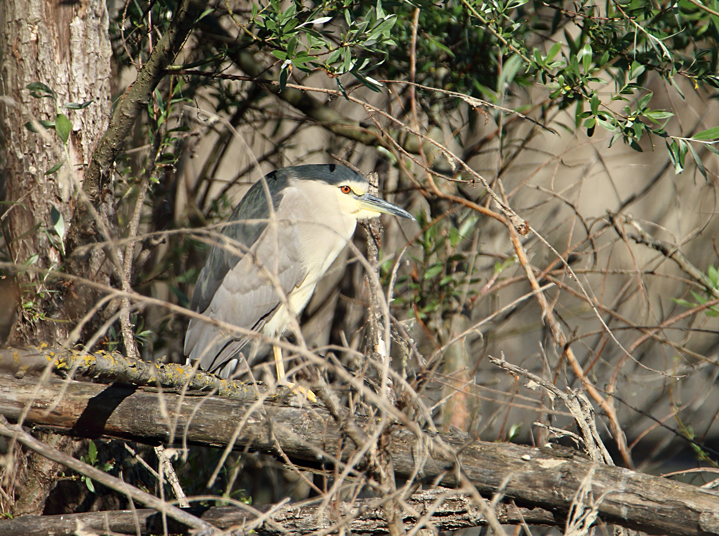 Night Heron