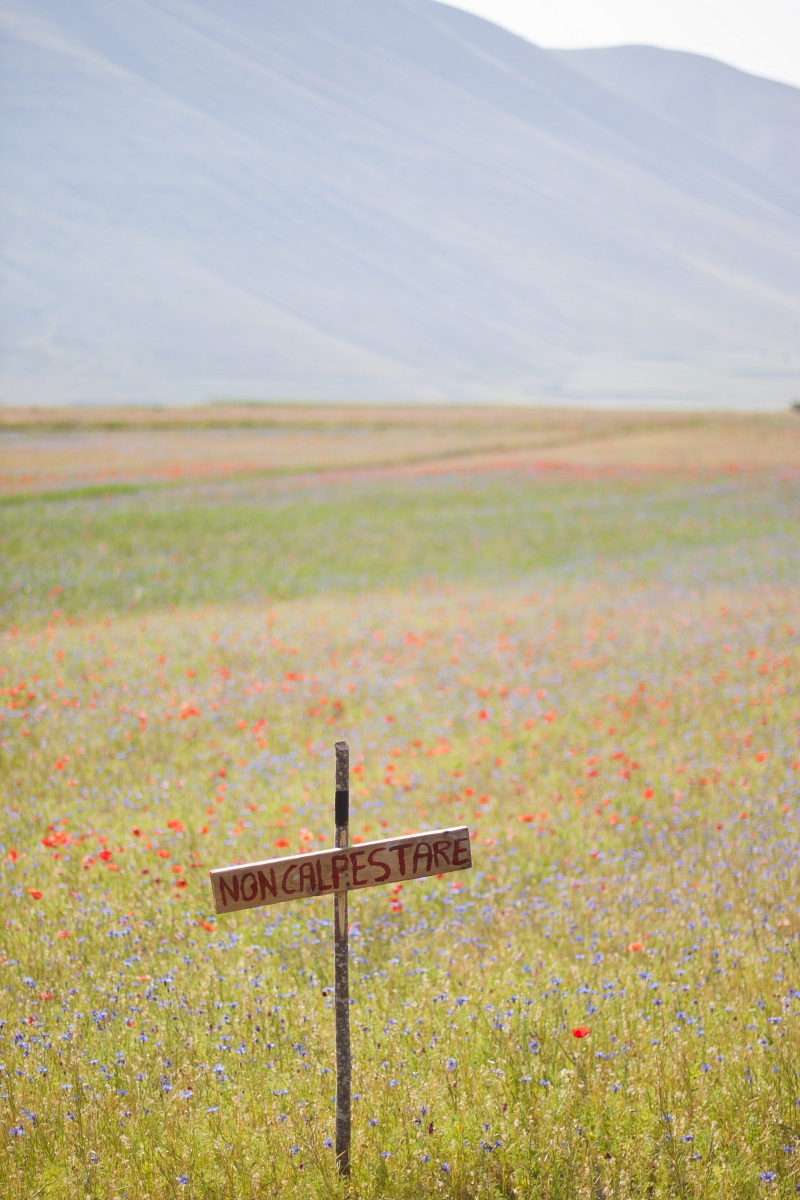 Castelluccio di Norcia, Fiorita 2012, Non calpestare.
